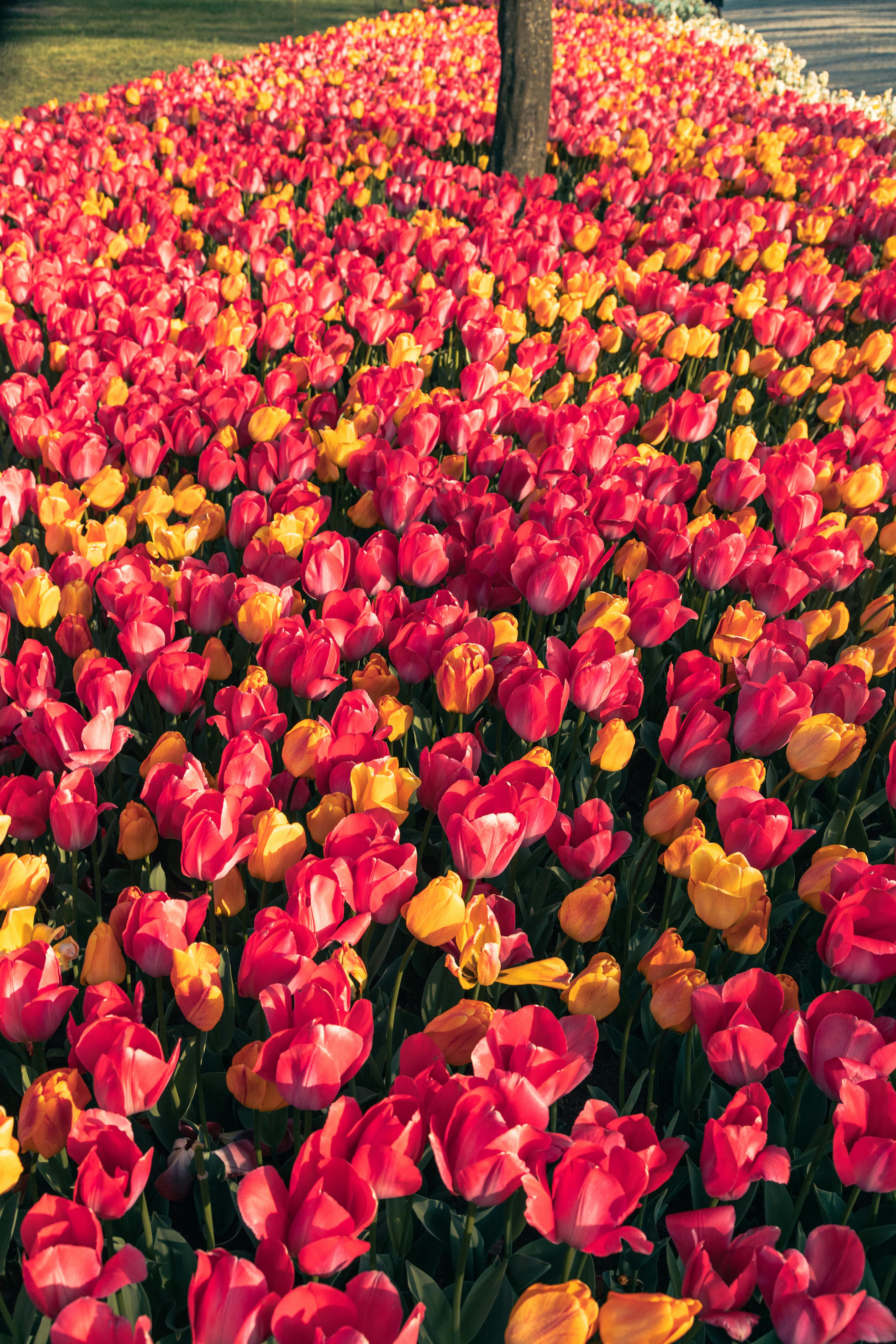Vibrant Tulip Field at Sunset in Spring · Free Stock Photo, image size:4160x6240