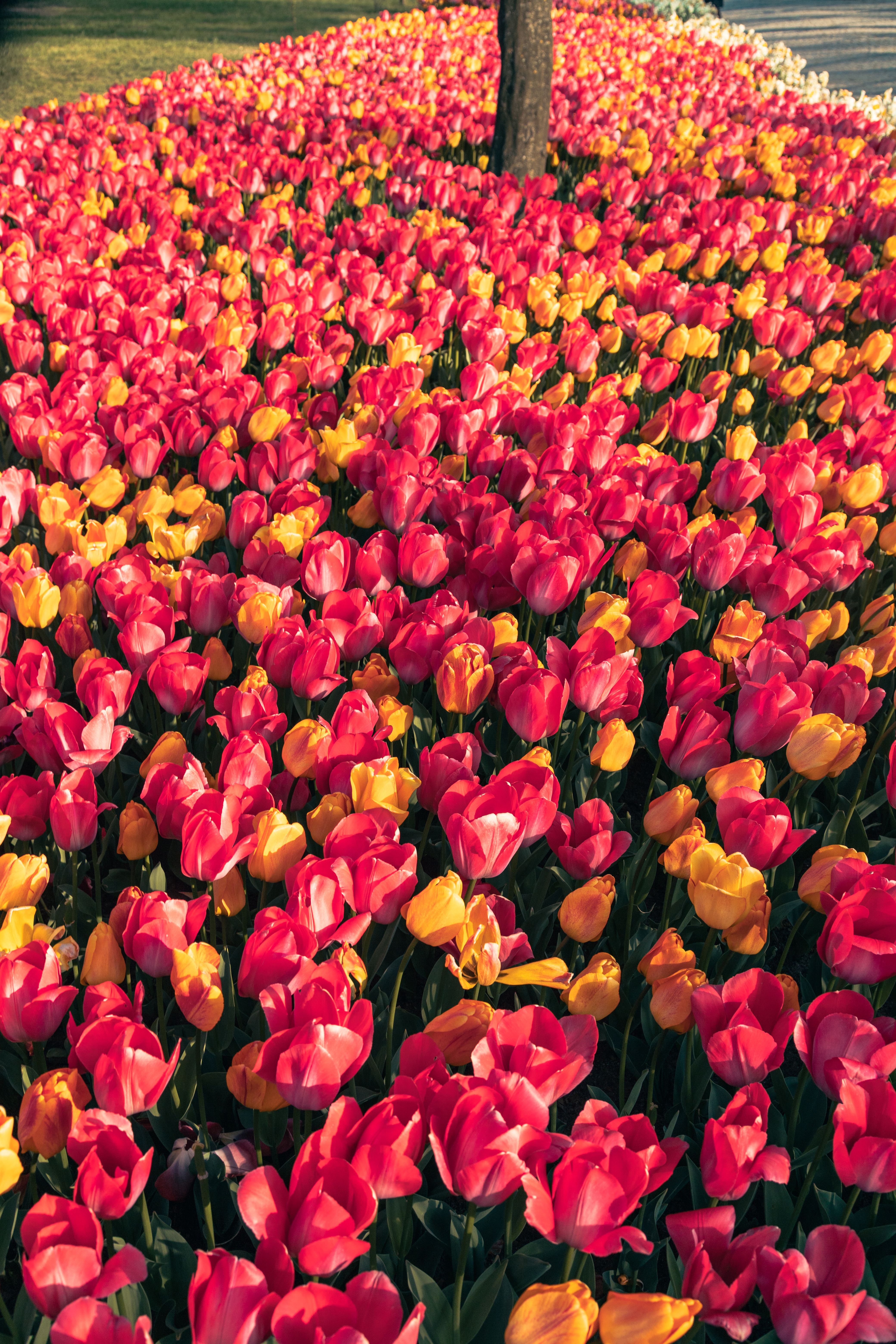 Vibrant Tulip Field at Sunset in Spring · Free Stock Photo