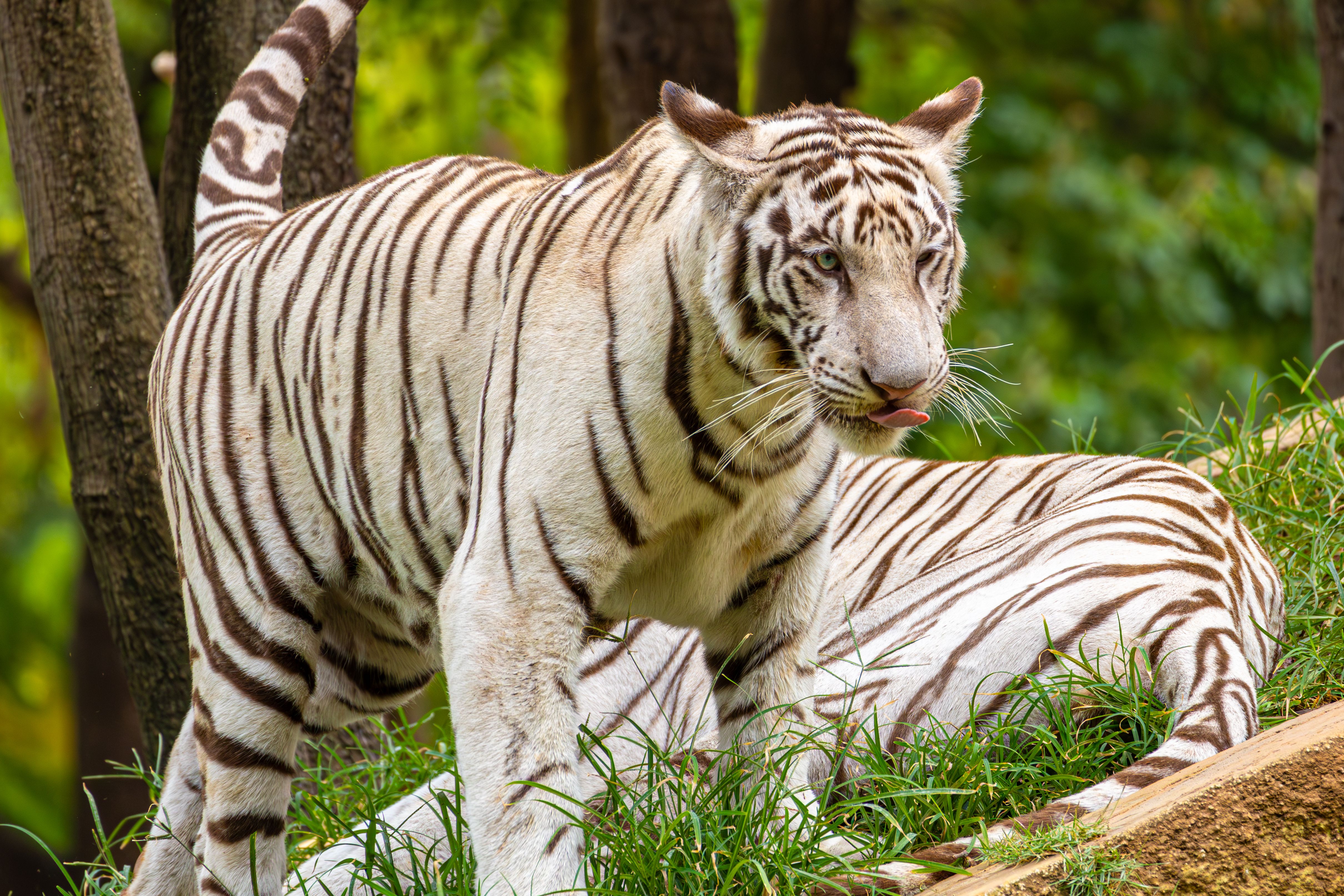 Majestueux Tigres Blancs Du Bengale Dans Leur Habitat Naturel · Photo ...