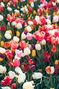 Vibrant Field of Blooming Multicolored Tulips
