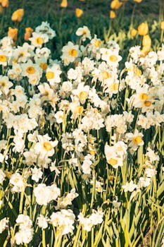A vibrant field of daffodils and tulips in full bloom under the spring sun.