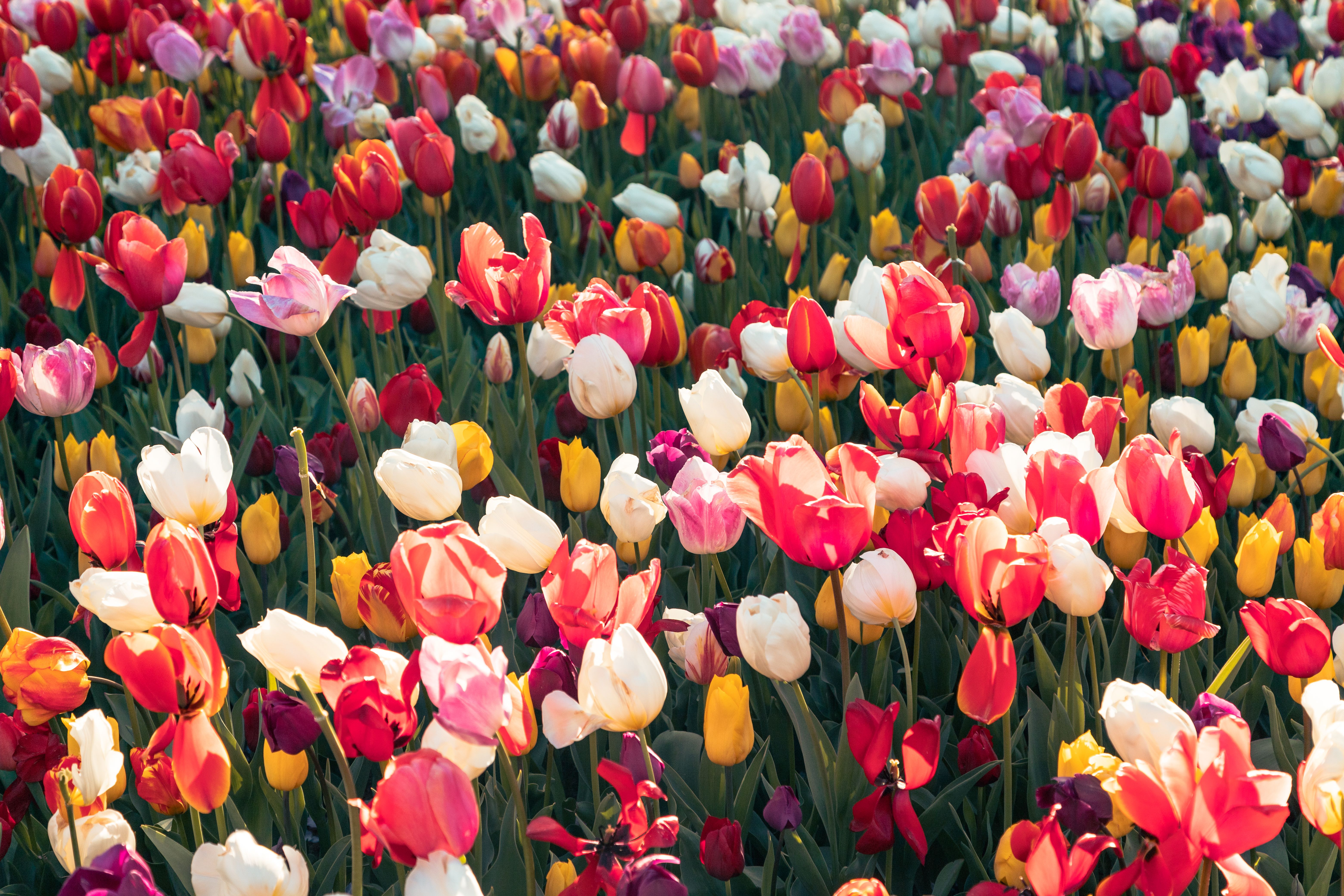 Vibrant Field of Blooming Spring Tulips · Free Stock Photo