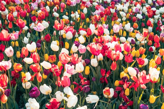 A stunning field of colorful tulips in vibrant bloom, showcasing the beauty of spring.