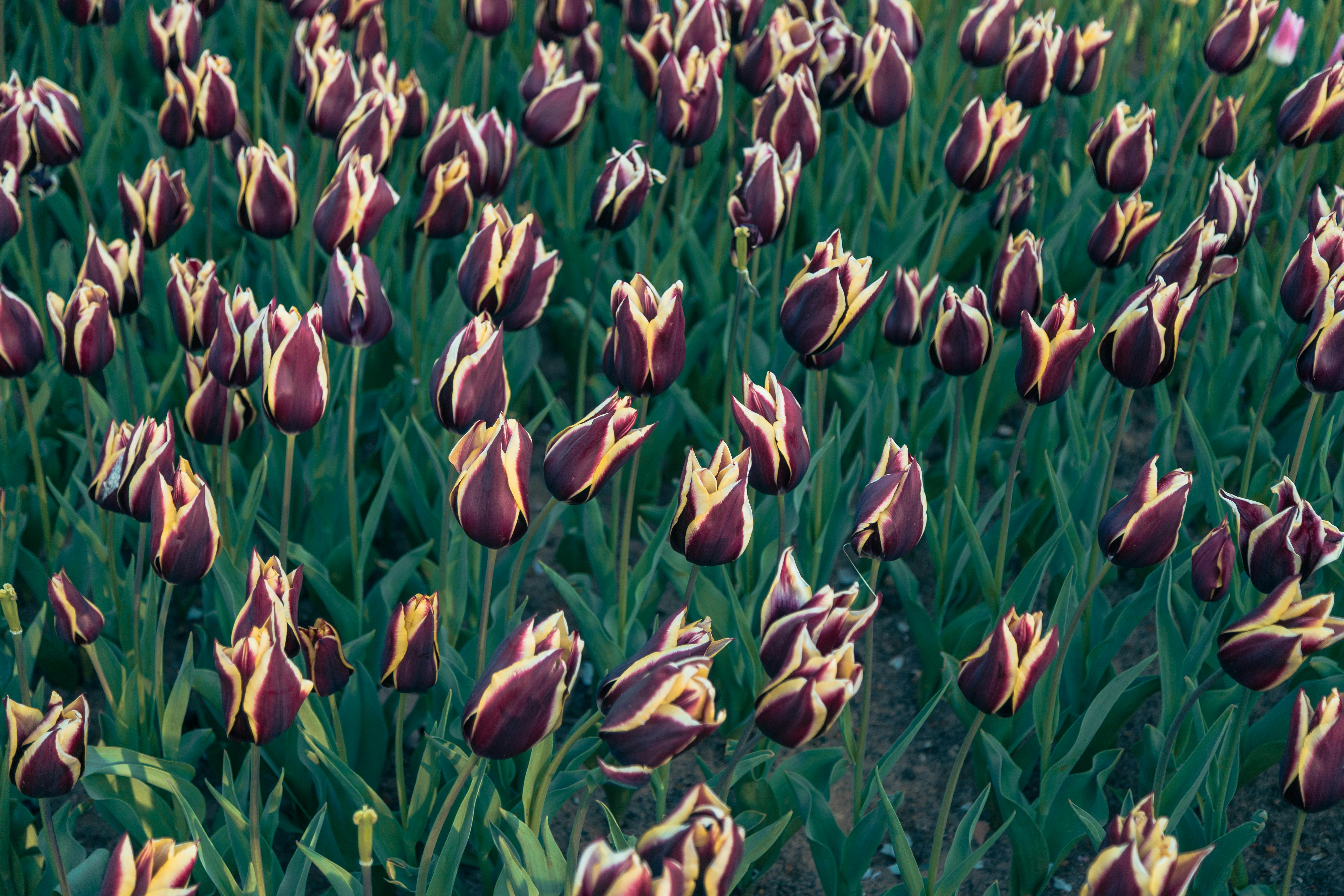 Британский фестиваль тюльпанов привлекает тысячи посетителей