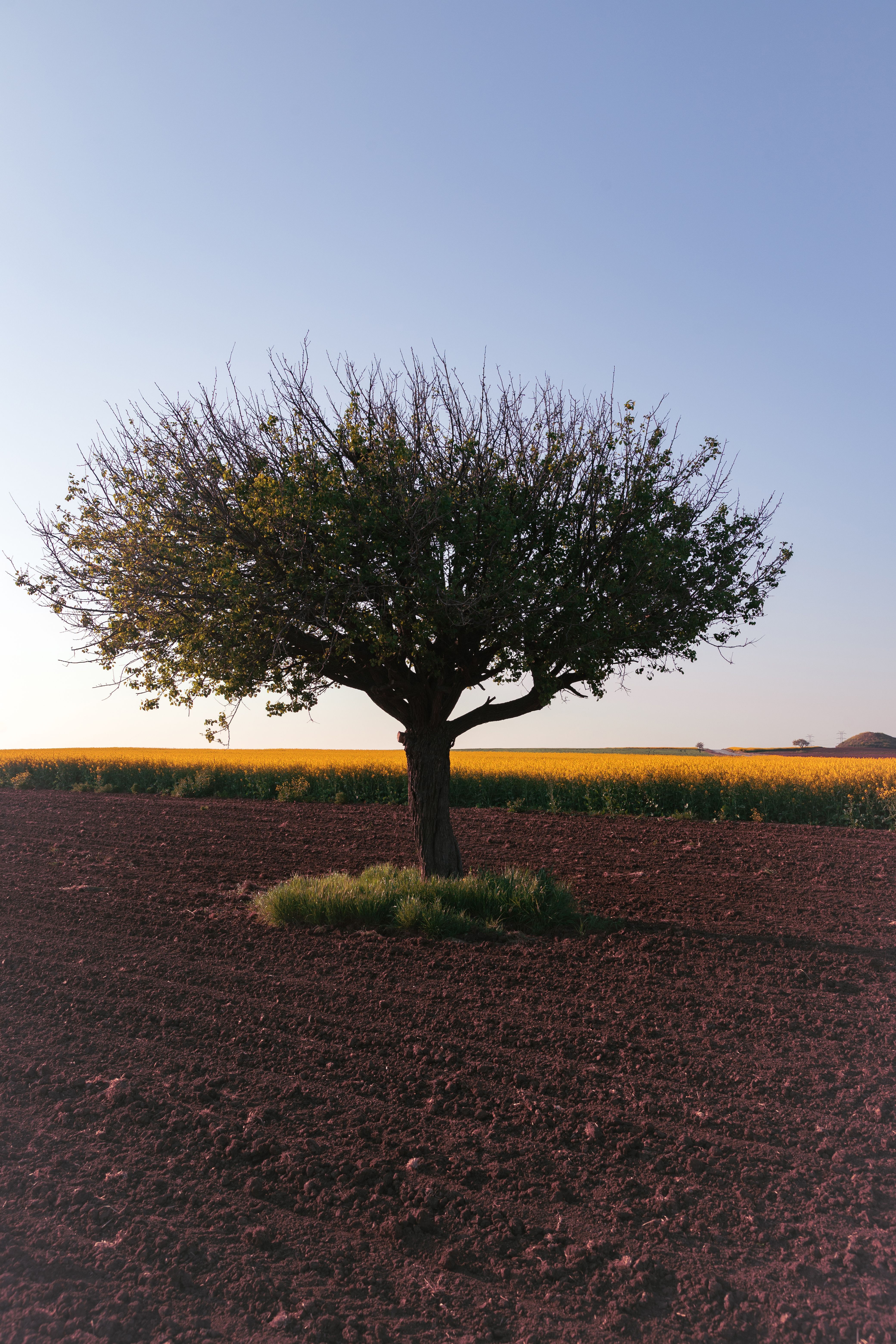 Forrest Shrubs Photos, Download The BEST Free Forrest Shrubs Stock ...