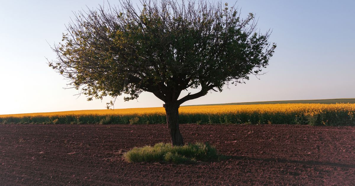 Maîtriser la profondeur de champ en photographie : technique et astuces essentielles