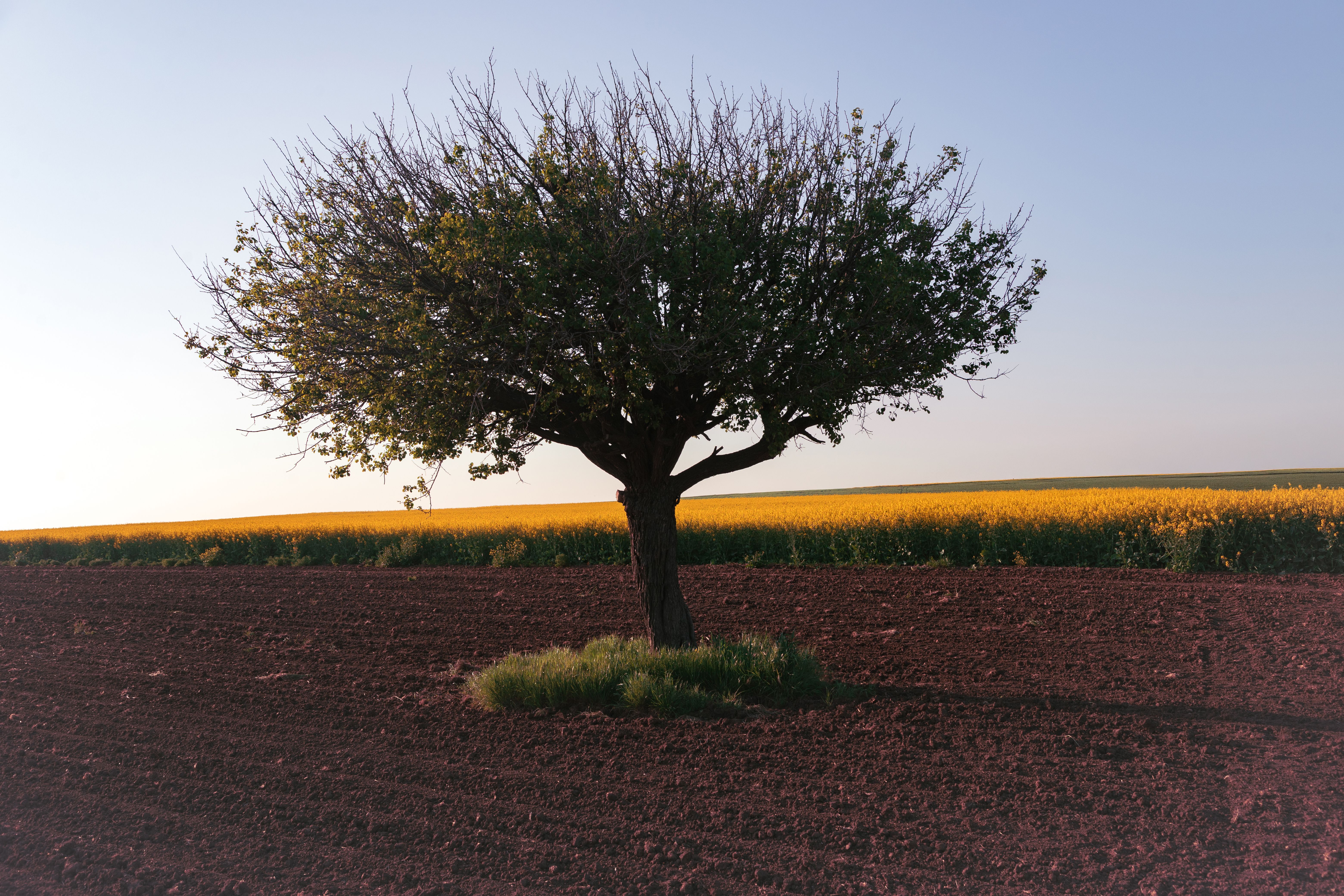 Lonely Tree in Field of Vibrant Yellow Canola · Free Stock Photo