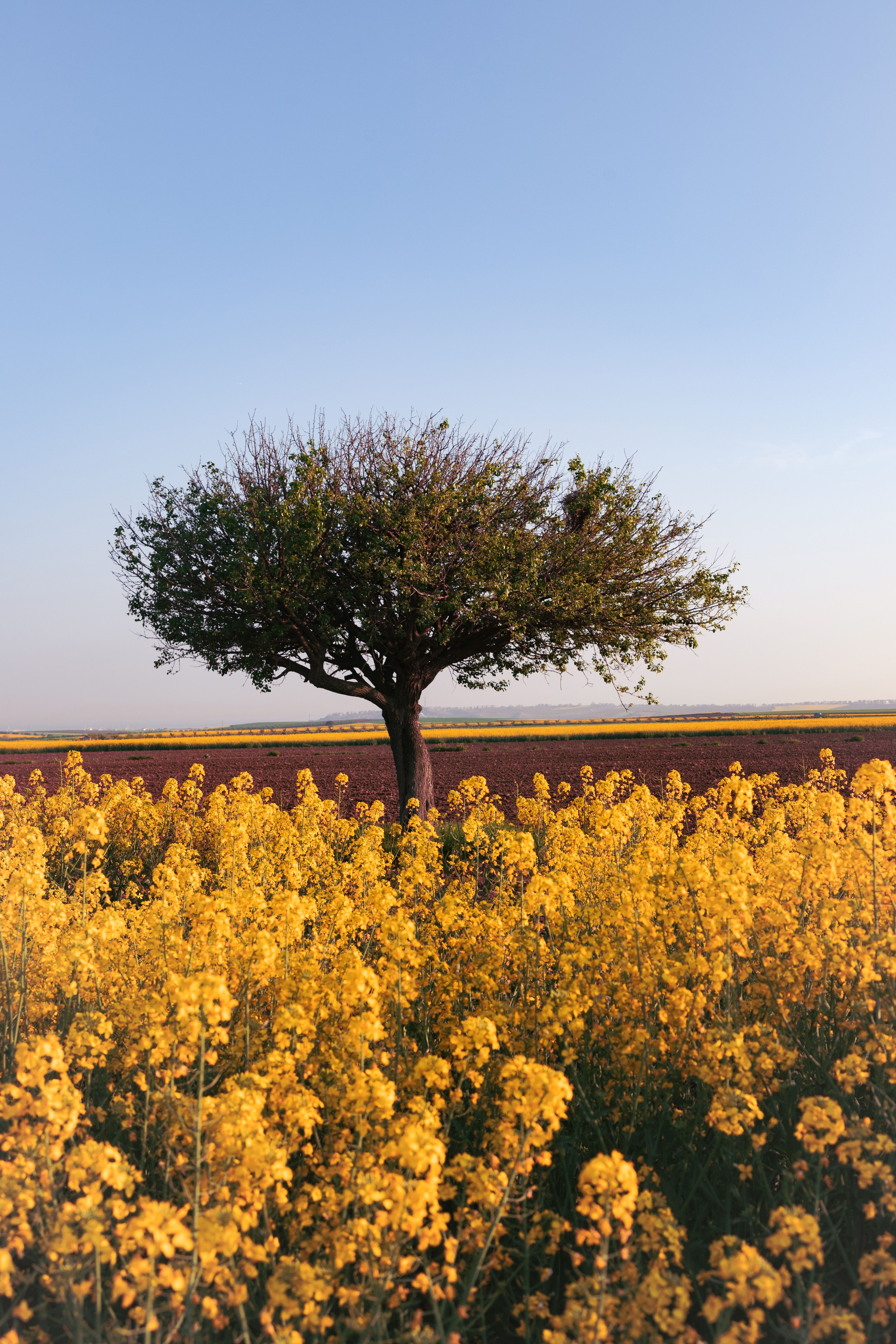 Solitary Tree in Vibrant Rapeseed Field · Free Stock Photo