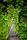 vines