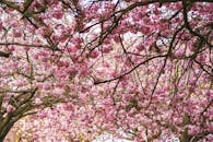 Vibrant Pink Cherry Blossom Tree Canopy