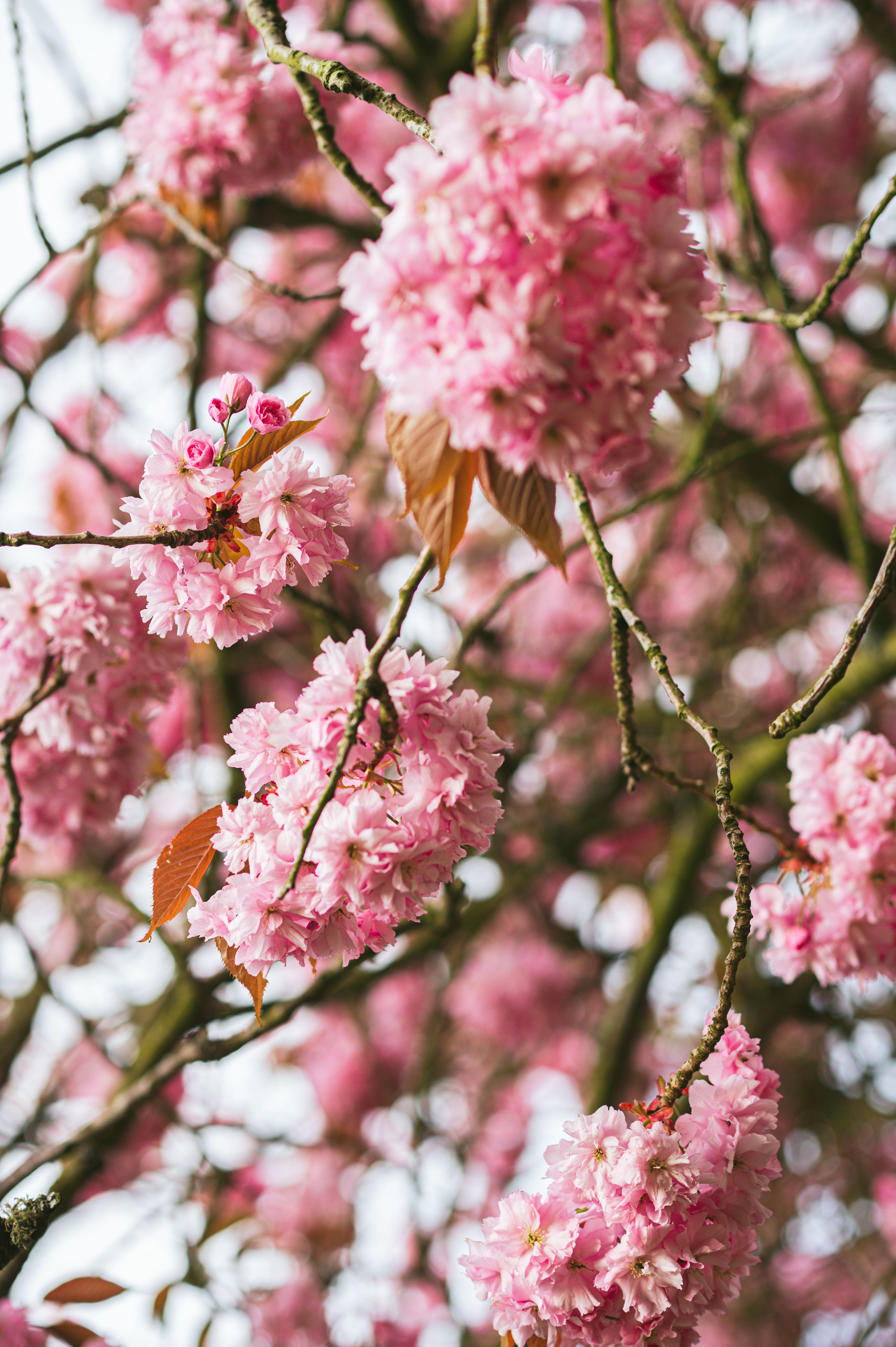 Spring In Japan Photos, Download The BEST Free Spring In Japan Stock ...