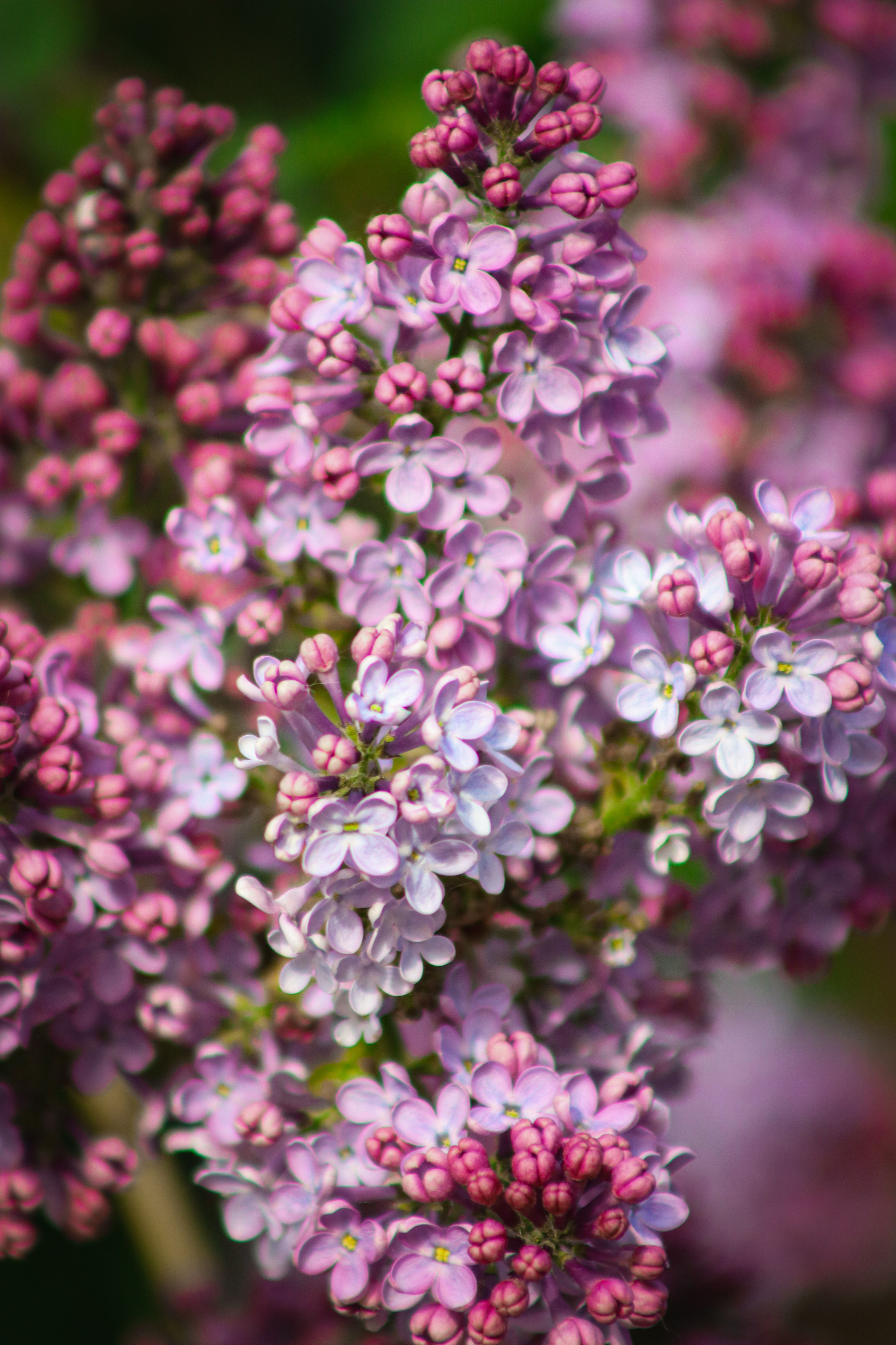 Beautiful Close-Up of Vibrant Lilac Blossoms · Free Stock Photo