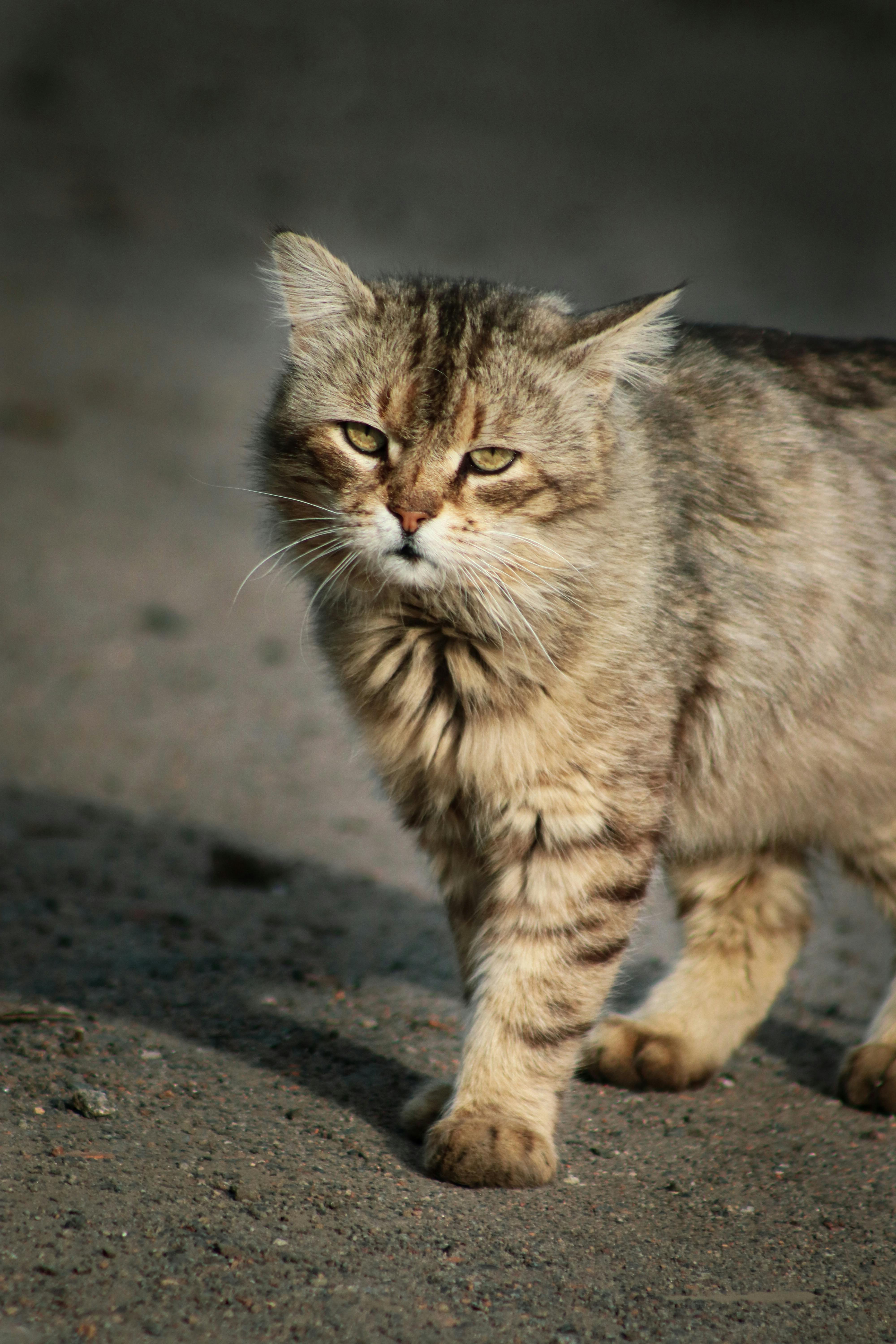 MIXTA TABBY CAT WALKKING TRAIL CN SWEAT