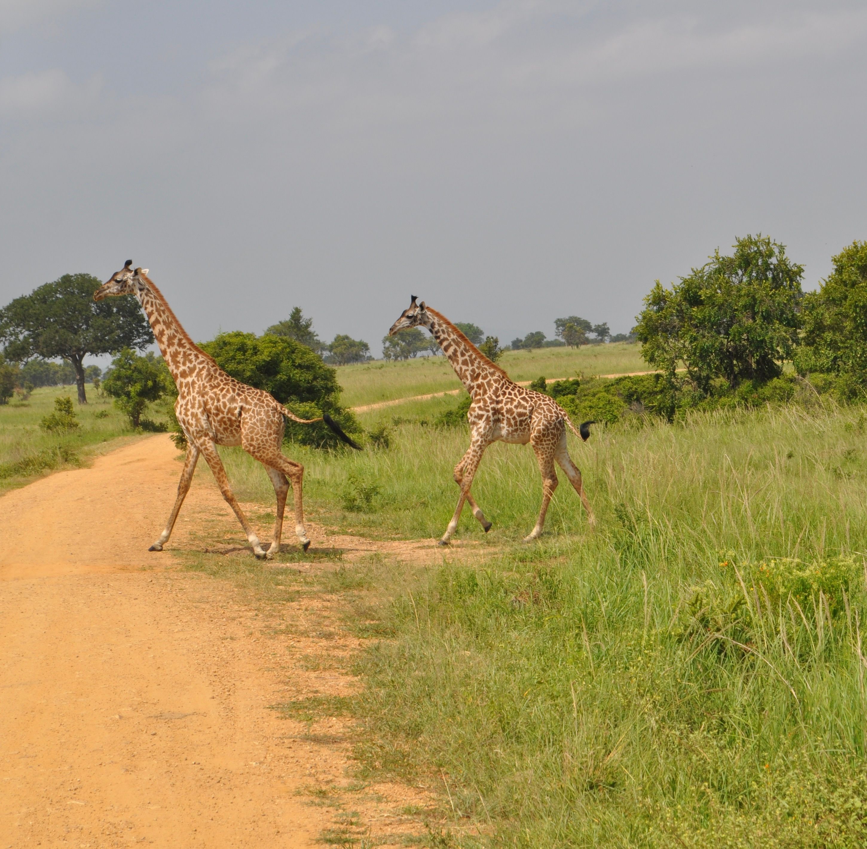 Kenia Safari