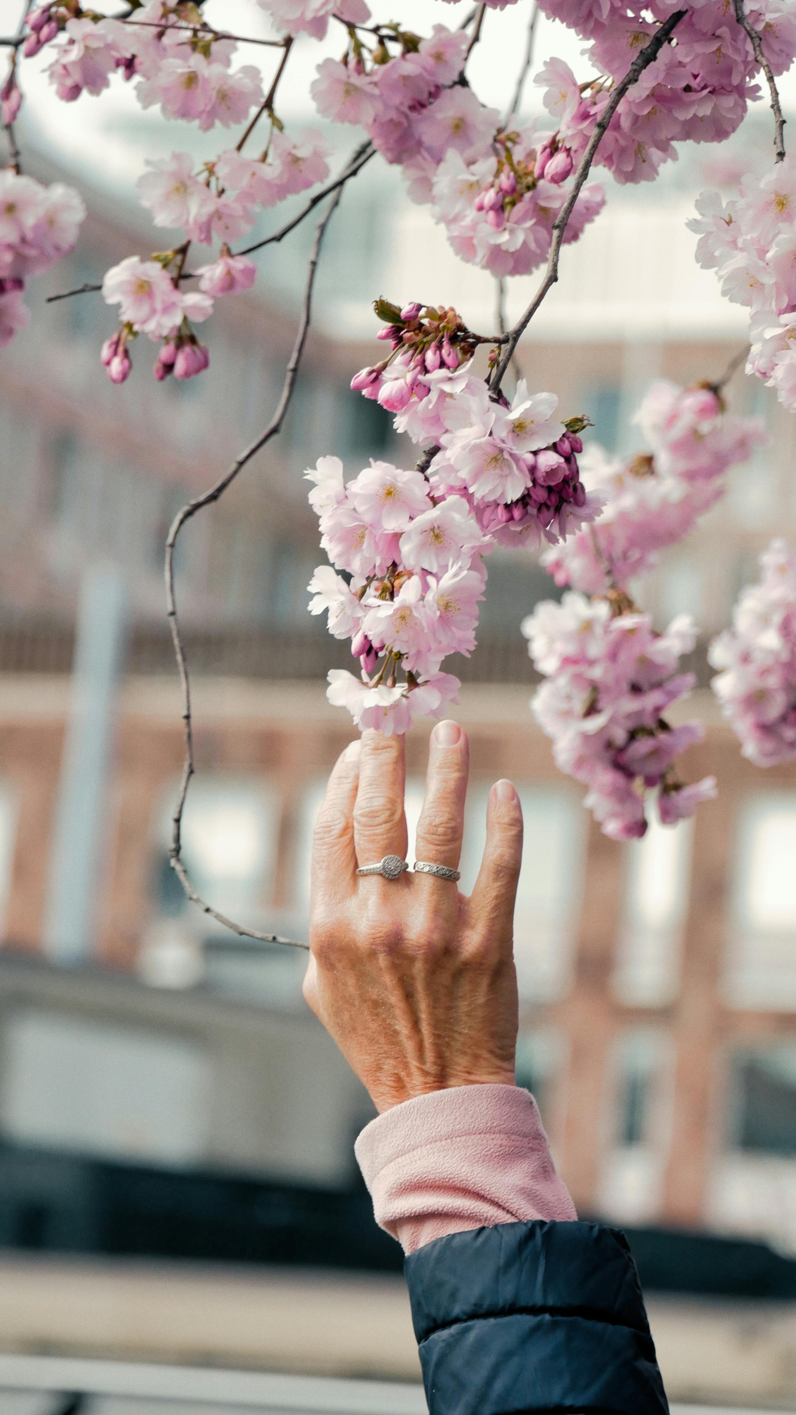 A hand reaches for blooming cherry blossoms against an urban backdrop, capturing the essence of spring.