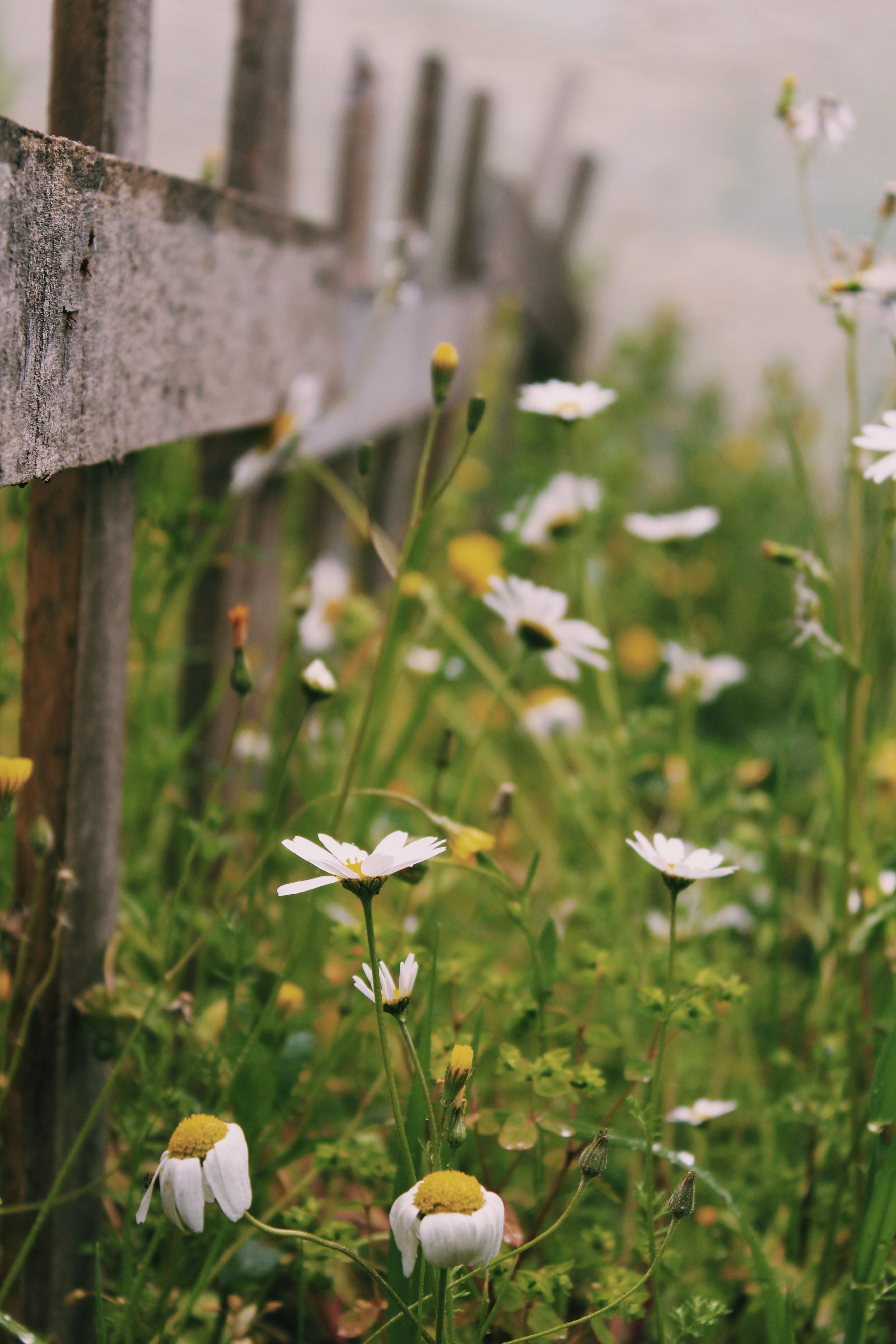 Charming White Daisies Beside Rustic Fence · Free Stock Photo