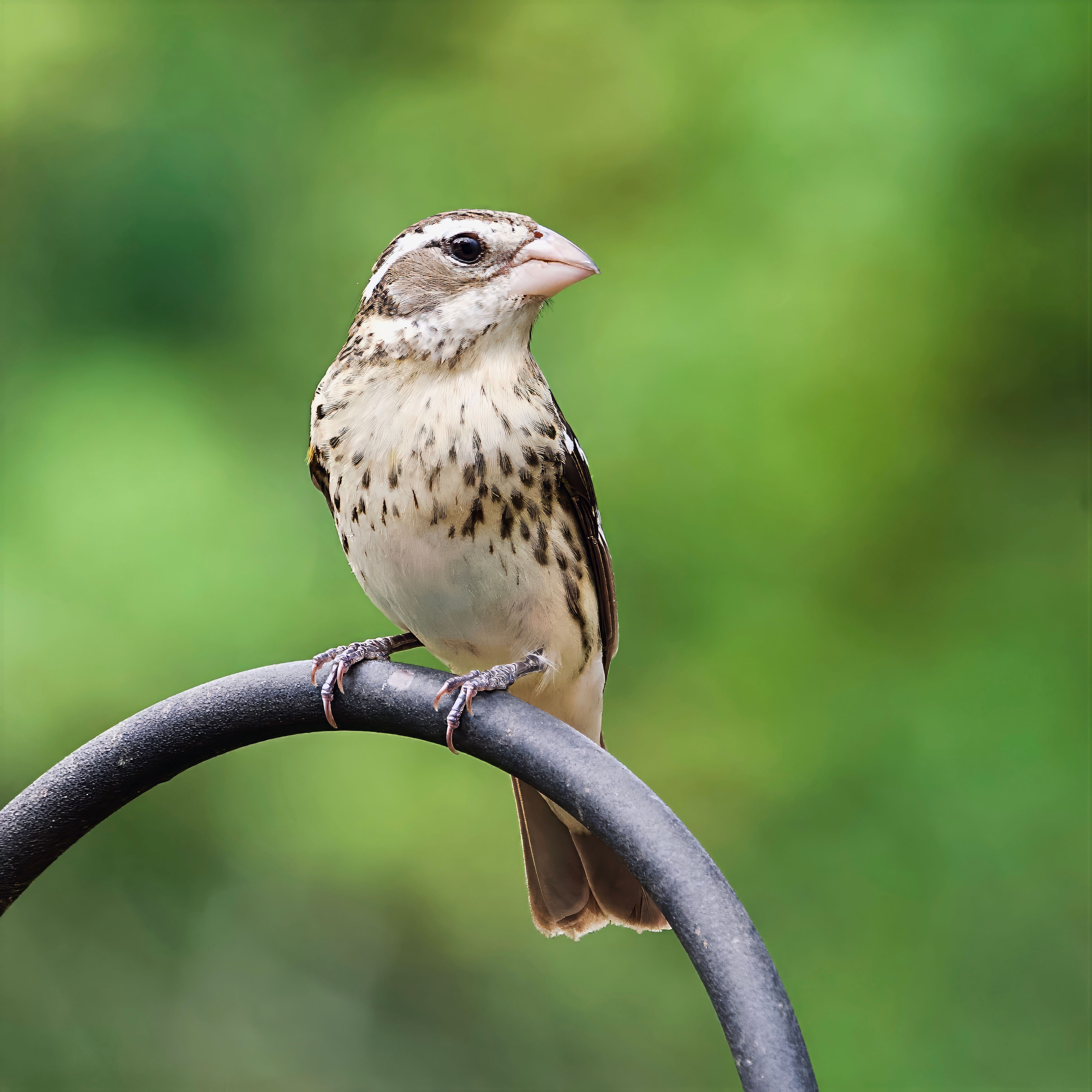 Beautiful Bird on a Curved Perch Outdoors · Free Stock Photo