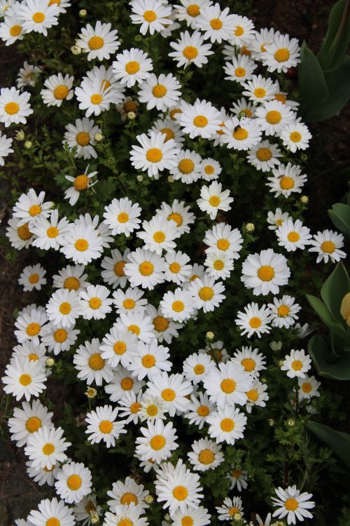 Free Charming white daisies in full bloom captured in an İstanbul garden, showcasing nature's beauty. Stock Photo