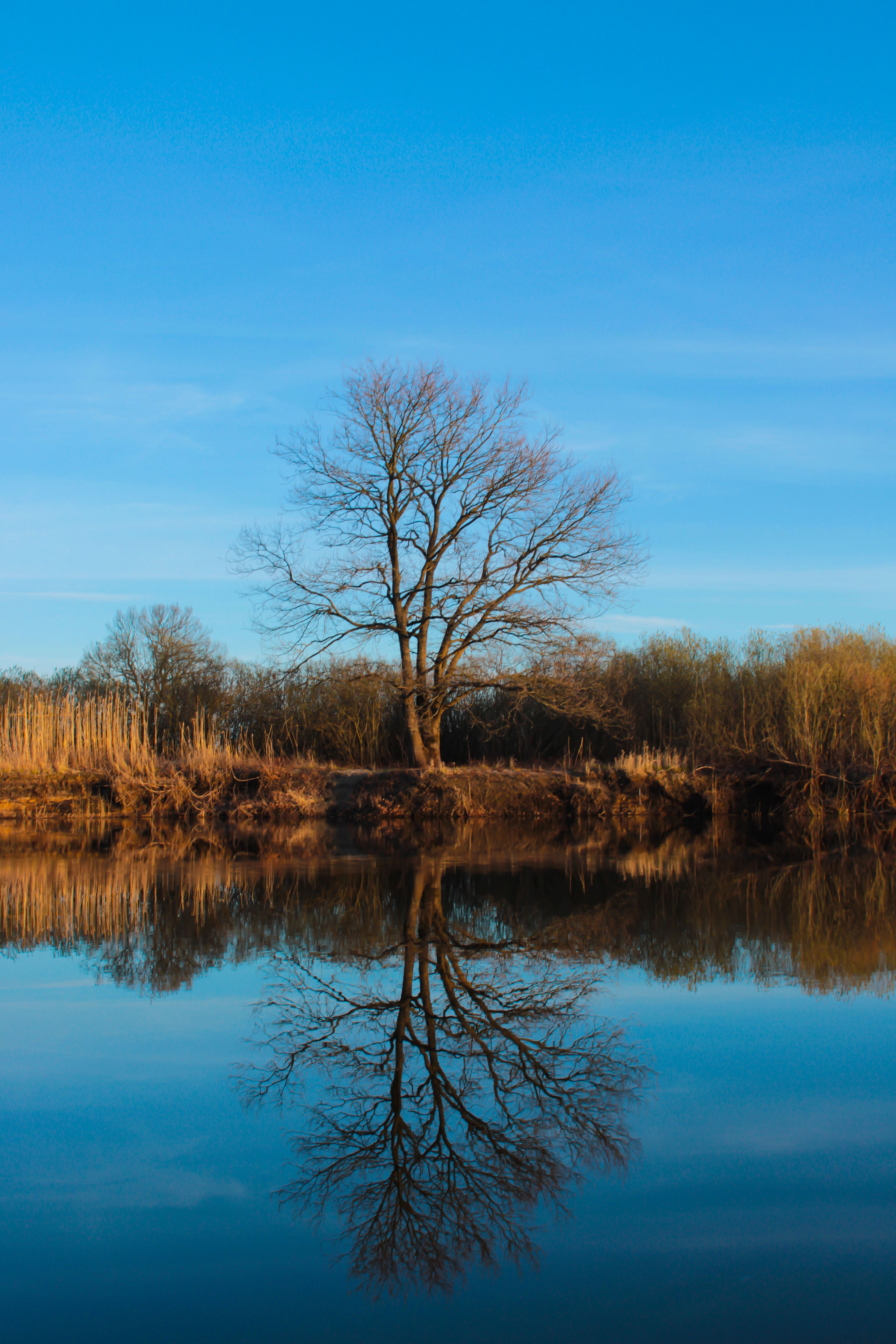Single Tree Photos, Download The BEST Free Single Tree Stock Photos ...