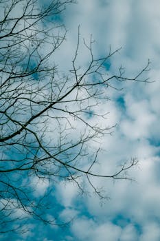 Bare tree branches silhouetted against a vibrant cloudy sky, creating a serene natural atmosphere.