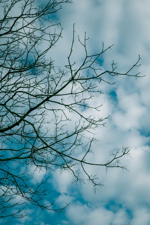 Free Bare tree branches silhouetted against a vibrant cloudy sky, creating a serene natural atmosphere. Stock Photo