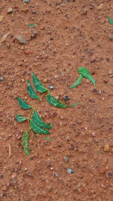 Fotomural Primer plano de una hoja verde que se encuentra sobre un suelo rocoso de color marrón rojizo y texturizado al aire libre.
