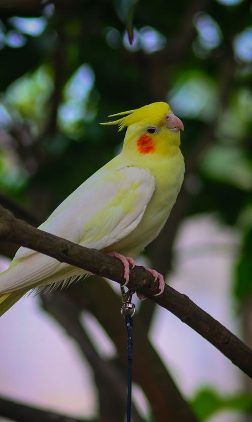 Free Close-up of a vibrant cockatiel perched on a tree branch in a lush outdoor setting. Stock Photo