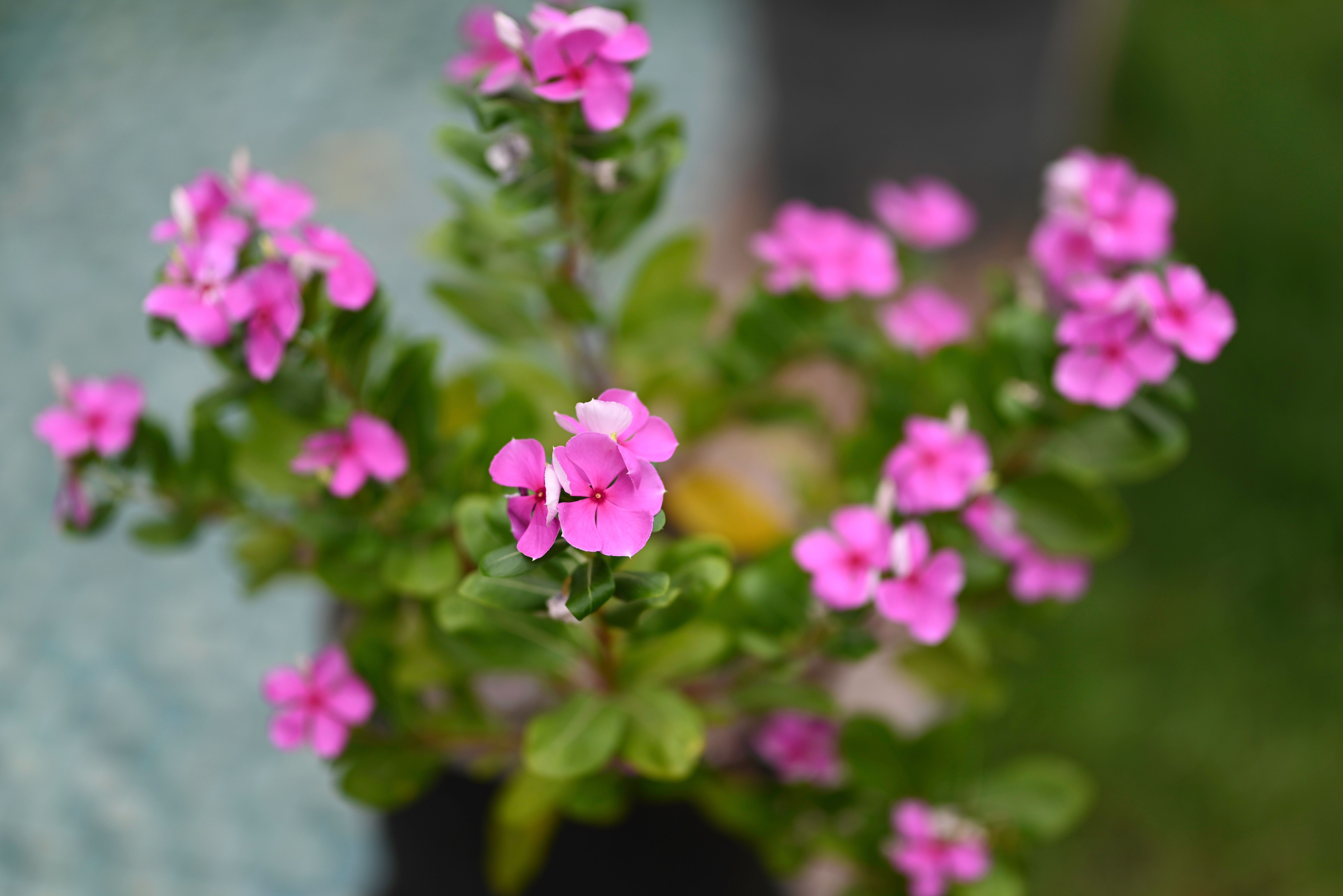 [ColoSach]-bright-pink-flowers-captured-in-a-garden-setting,-showcasing-natural-beauty-with-lush-green-leaves.