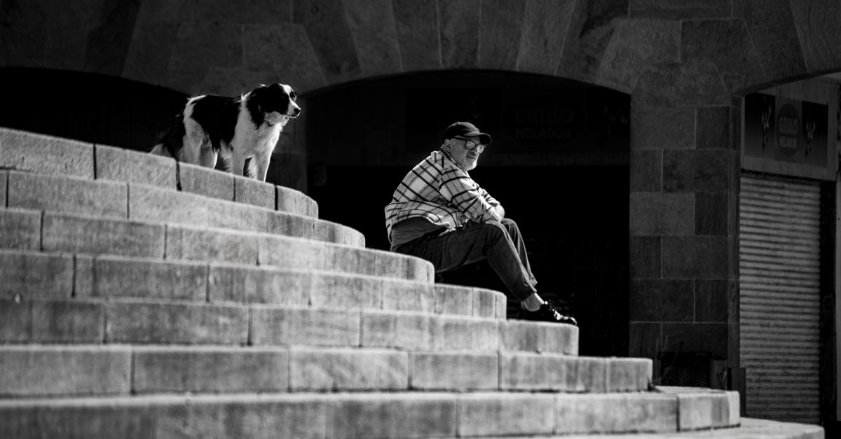 Best Senior Dog Food for Sensitive Stomach: Top Picks & Buyer's Guide
