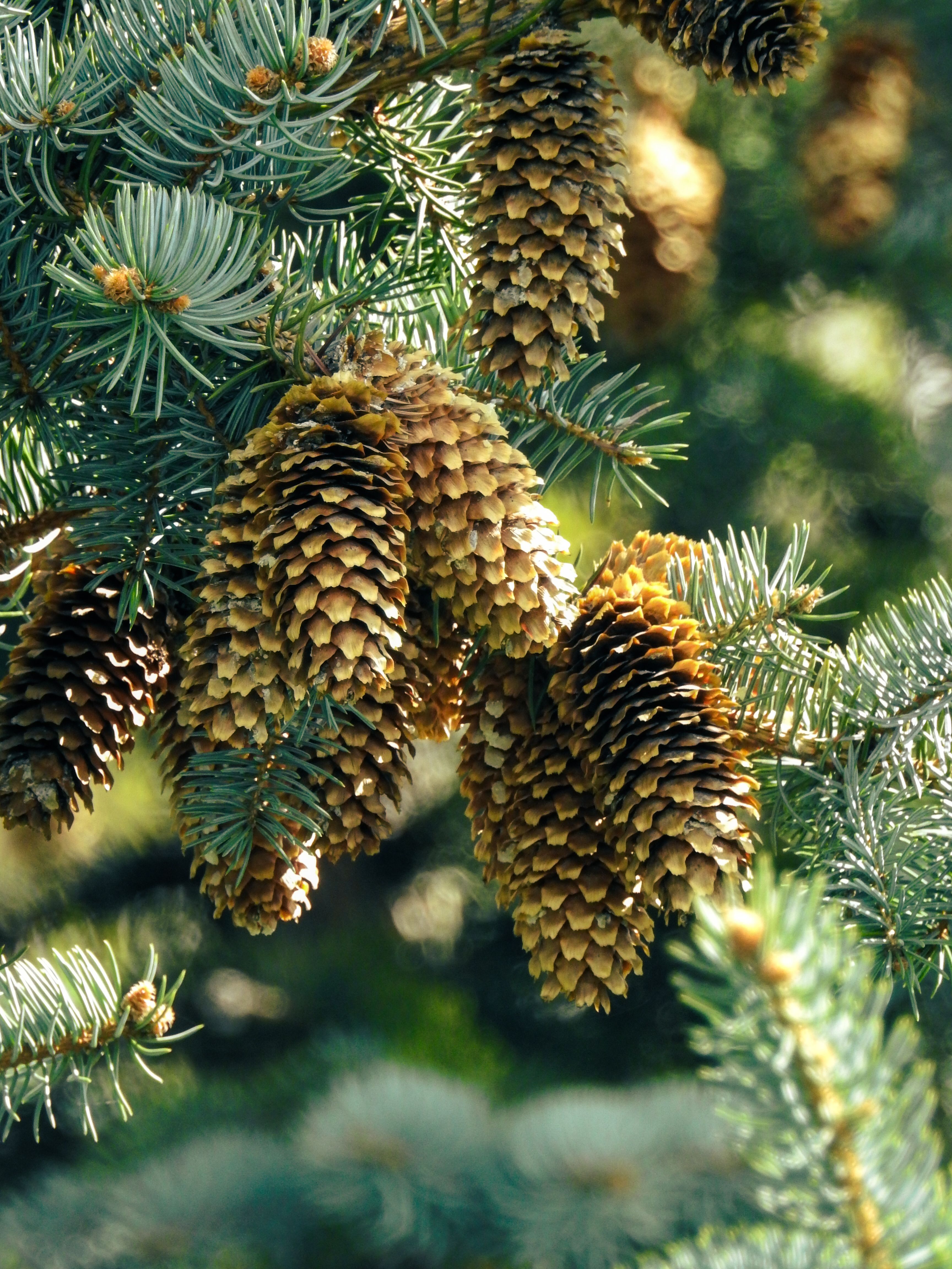 Detailed shot of pine cones hanging from evergreen branches in natural sunlight.