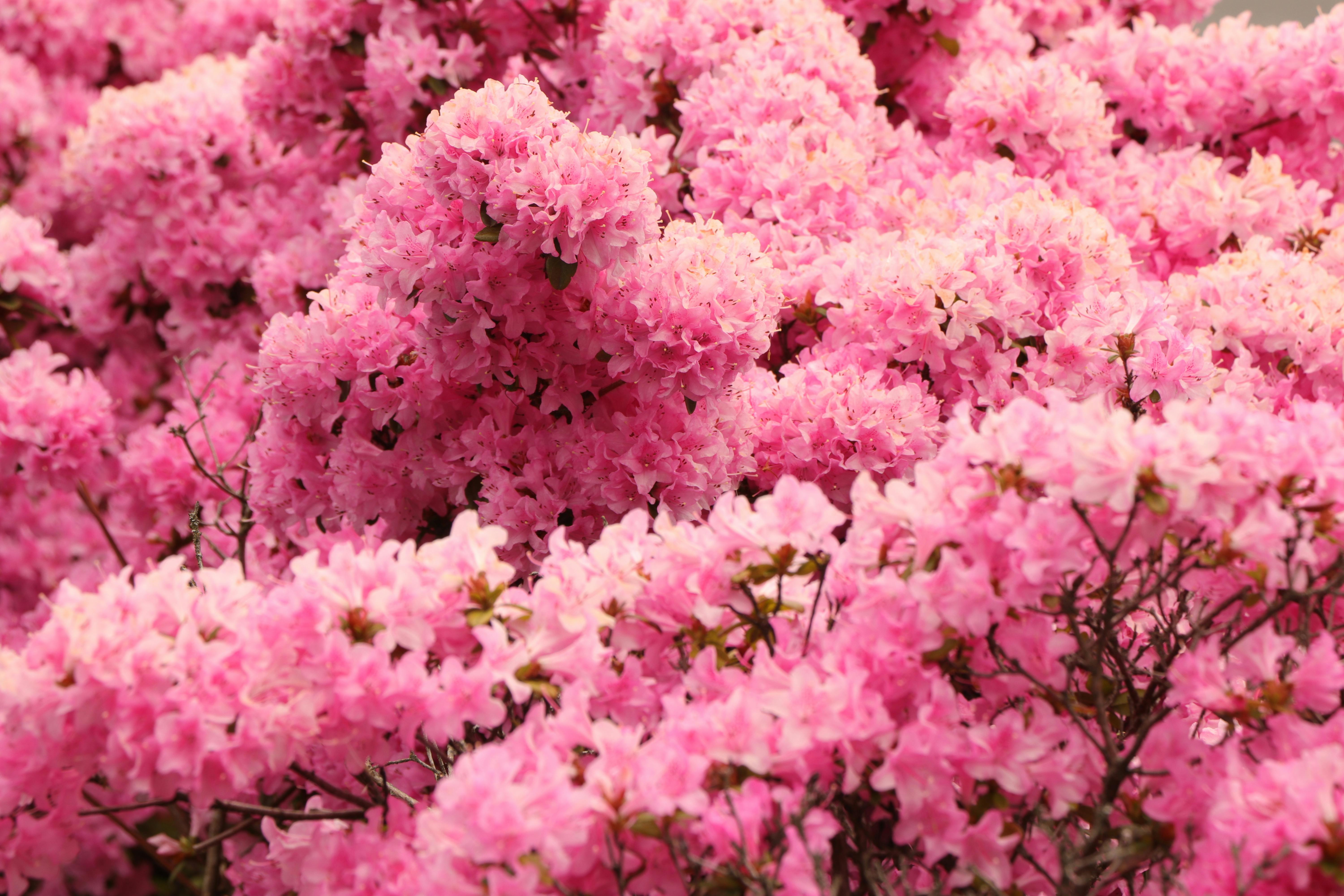 Quebracho Blanco: Cultivo, Manejo y Valor Ecológico