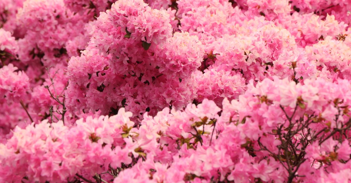 Flores