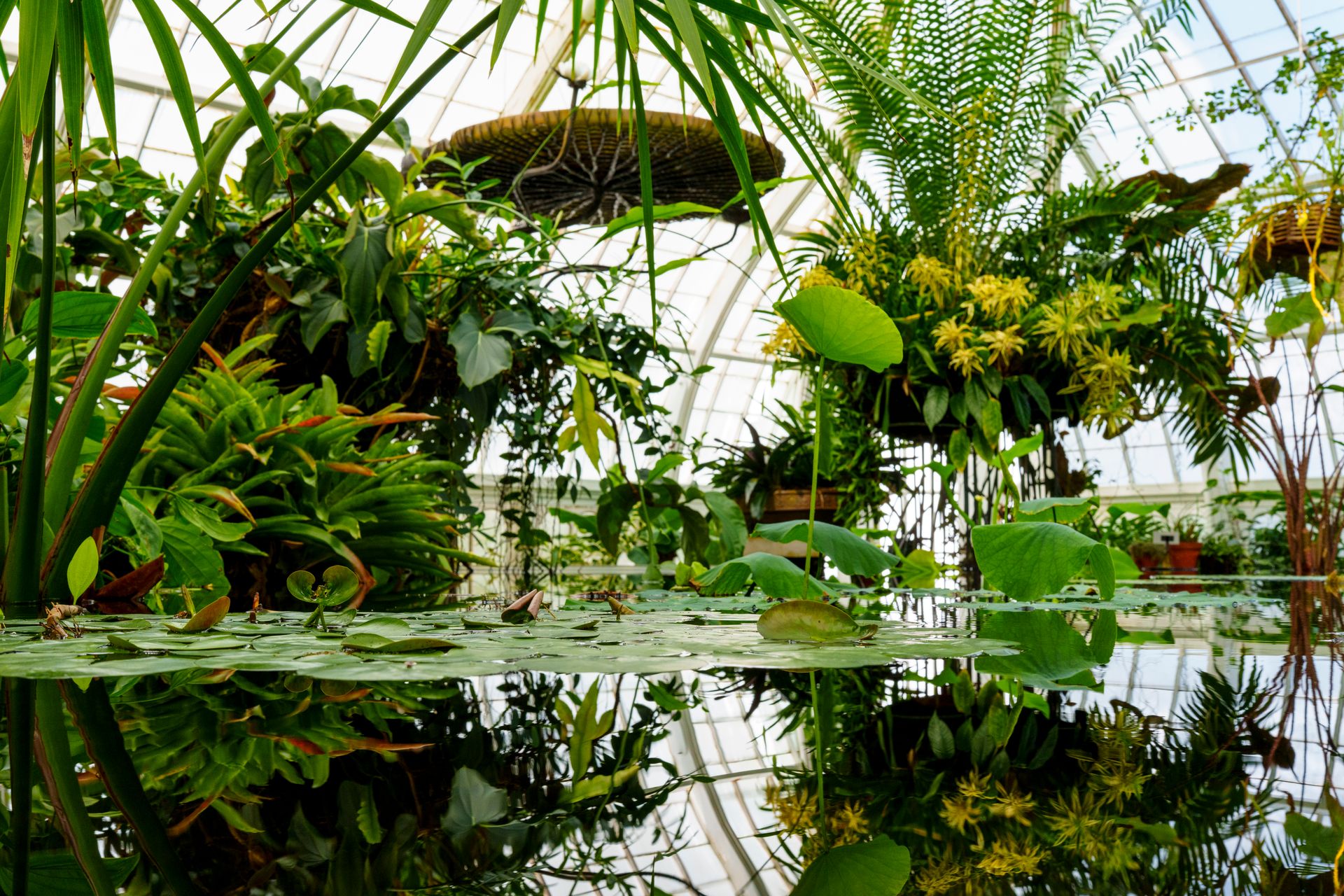 Vibrant indoor garden with diverse plants reflecting in a tranquil pond.