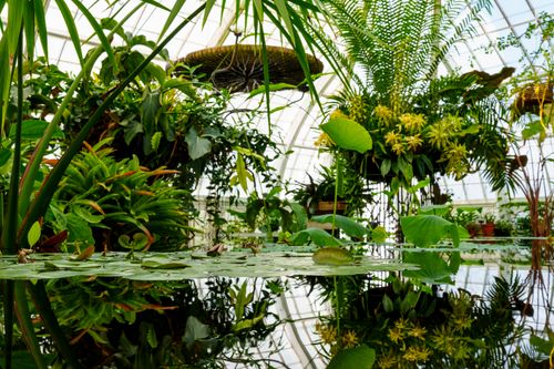 Free Vibrant indoor garden with diverse plants reflecting in a tranquil pond. Stock Photo