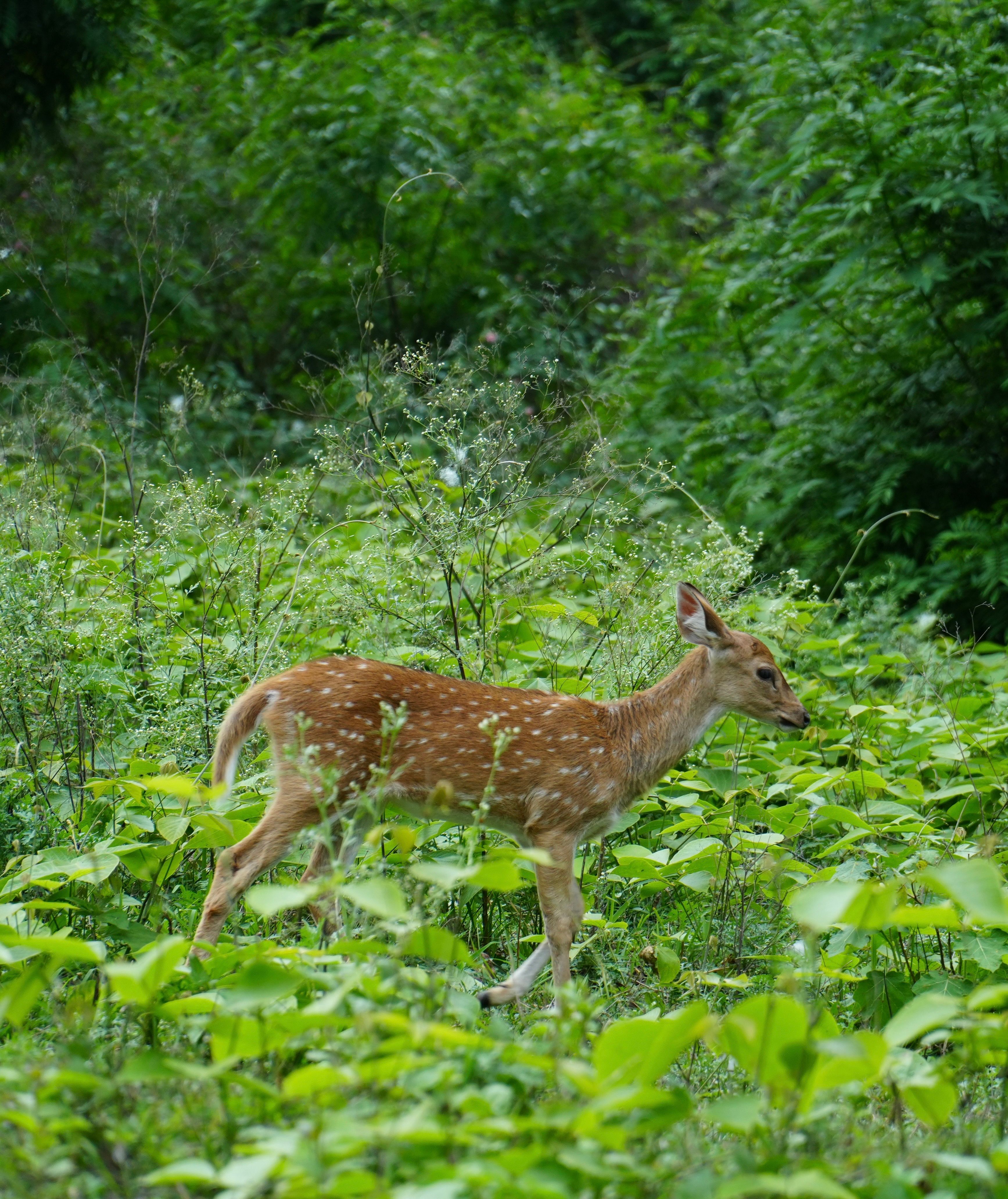 Wild Life Barde Photos, Download The BEST Free Wild Life Barde Stock ...
