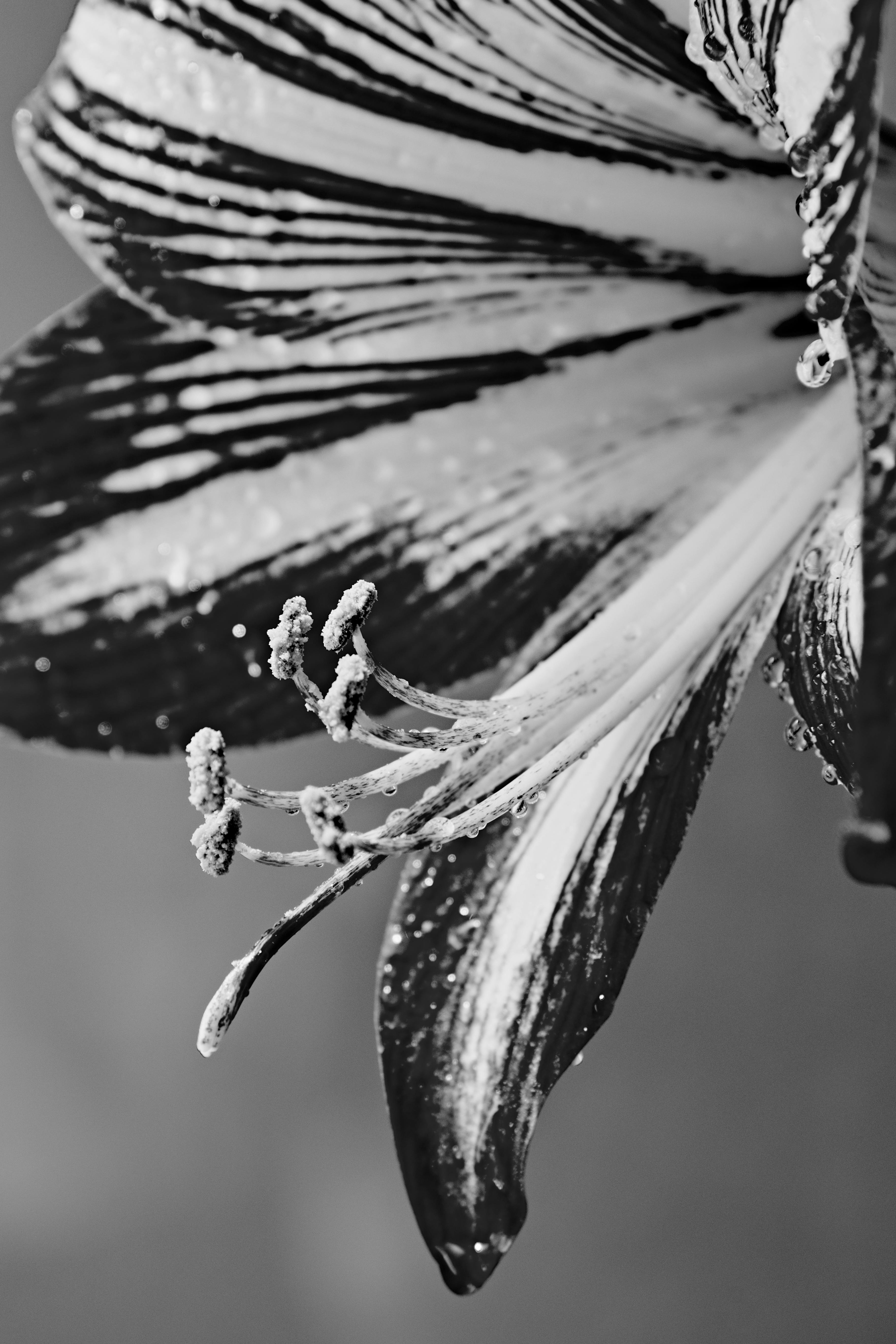 Detailed black and white macro shot capturing the texture of lily flower petals.