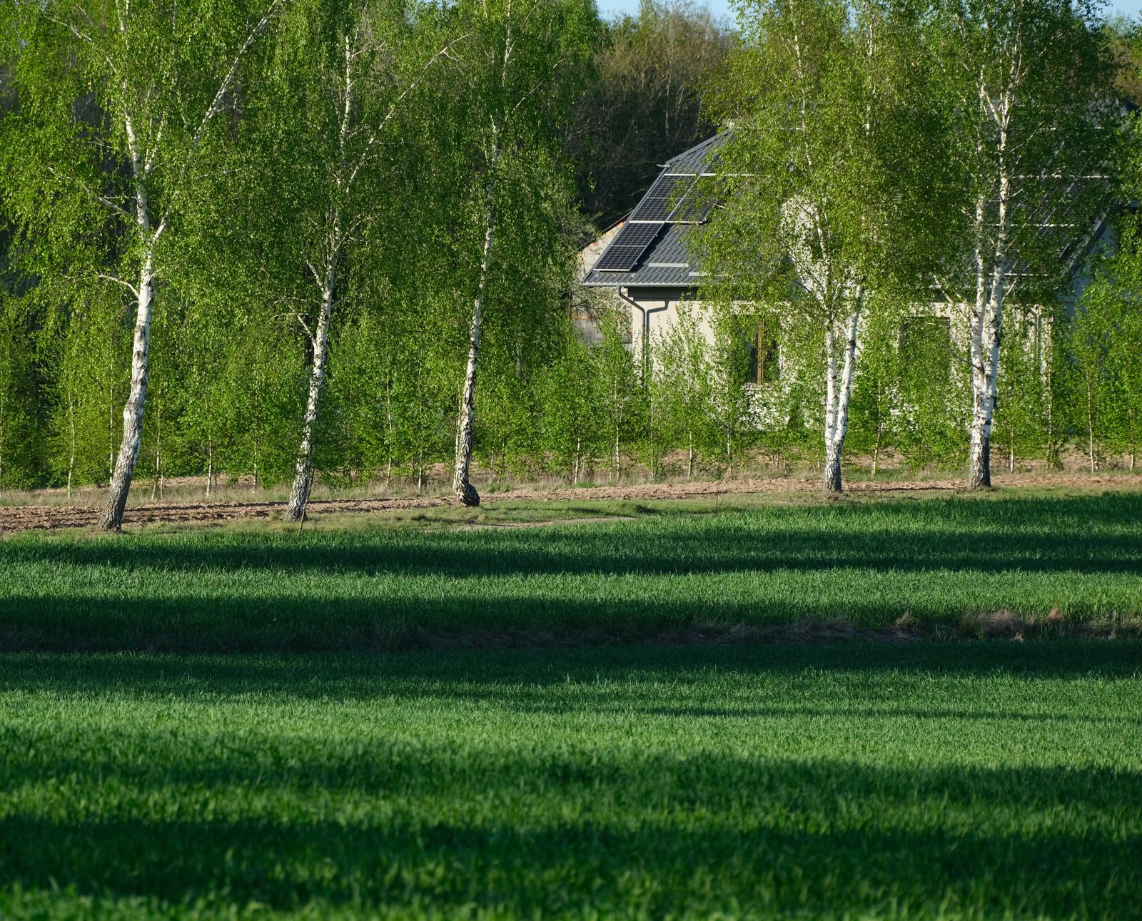 Eco-friendly home with solar panels surrounded by lush green trees and grass