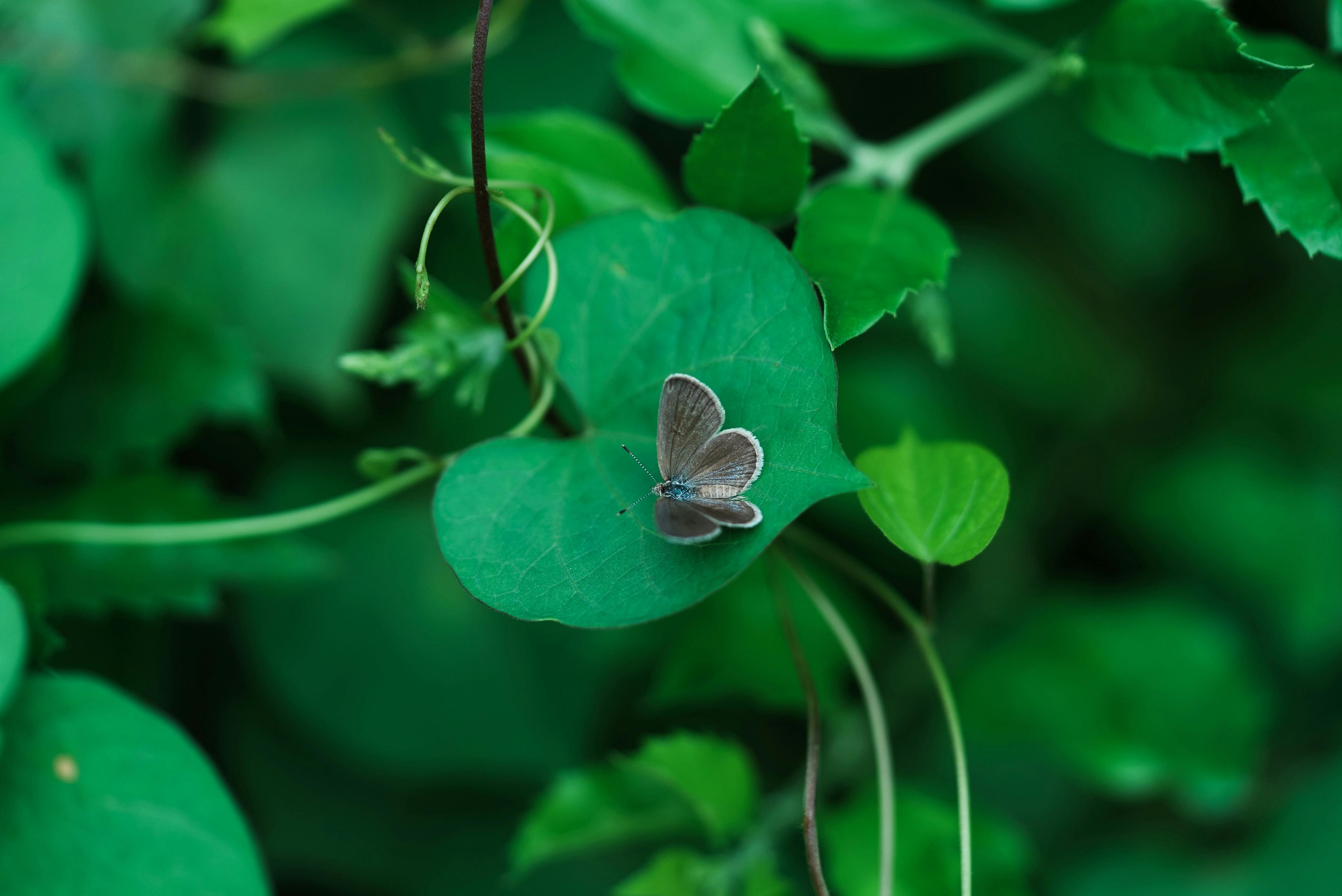 무료 선명한 나뭇잎 위에 앉아 있는 나비의 클로즈업 사진은 캄보디아에서 자연이 선사하는 평온함을 보여줍니다. 스톡 사진
