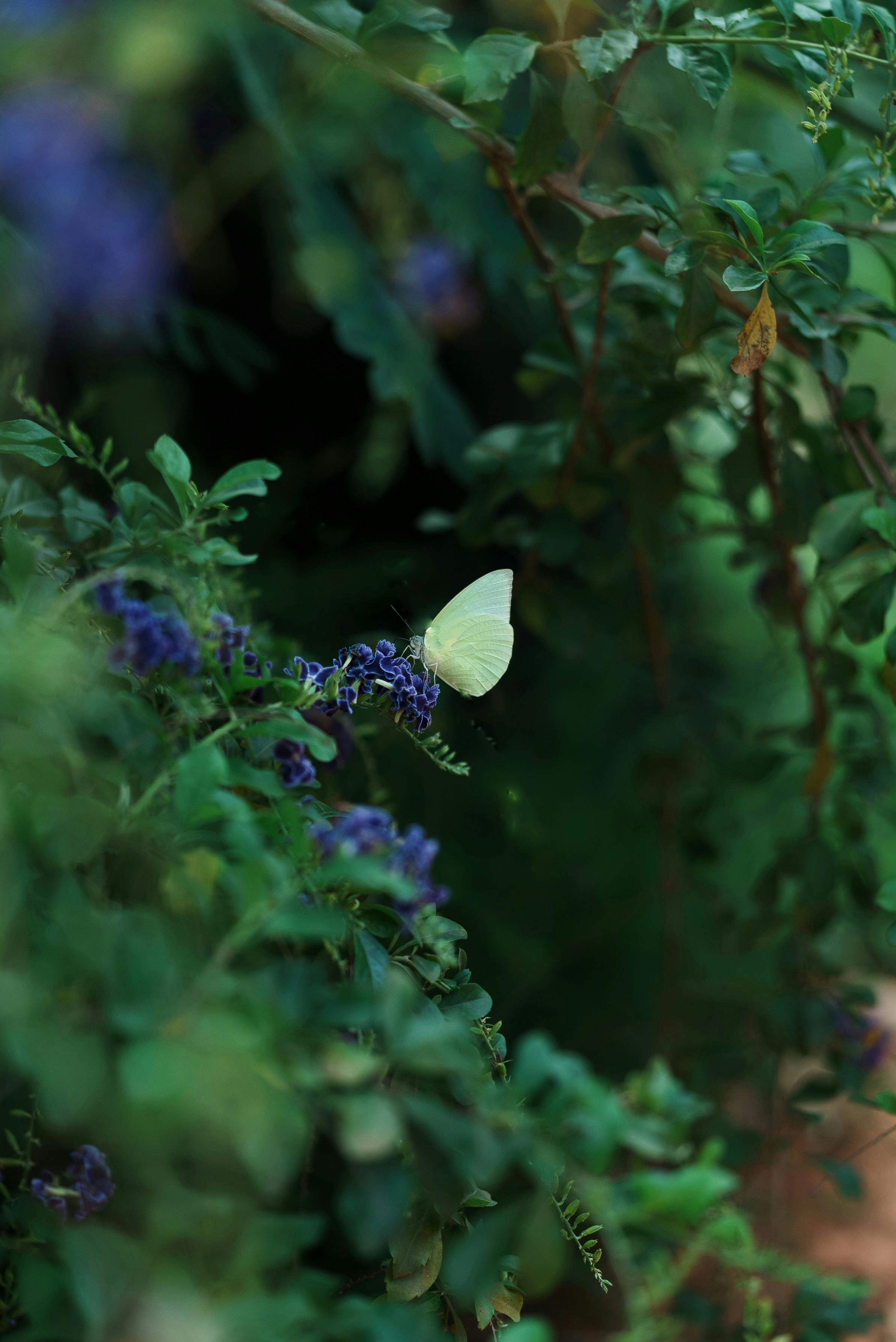 ingyenes Pillangó Stockfotó