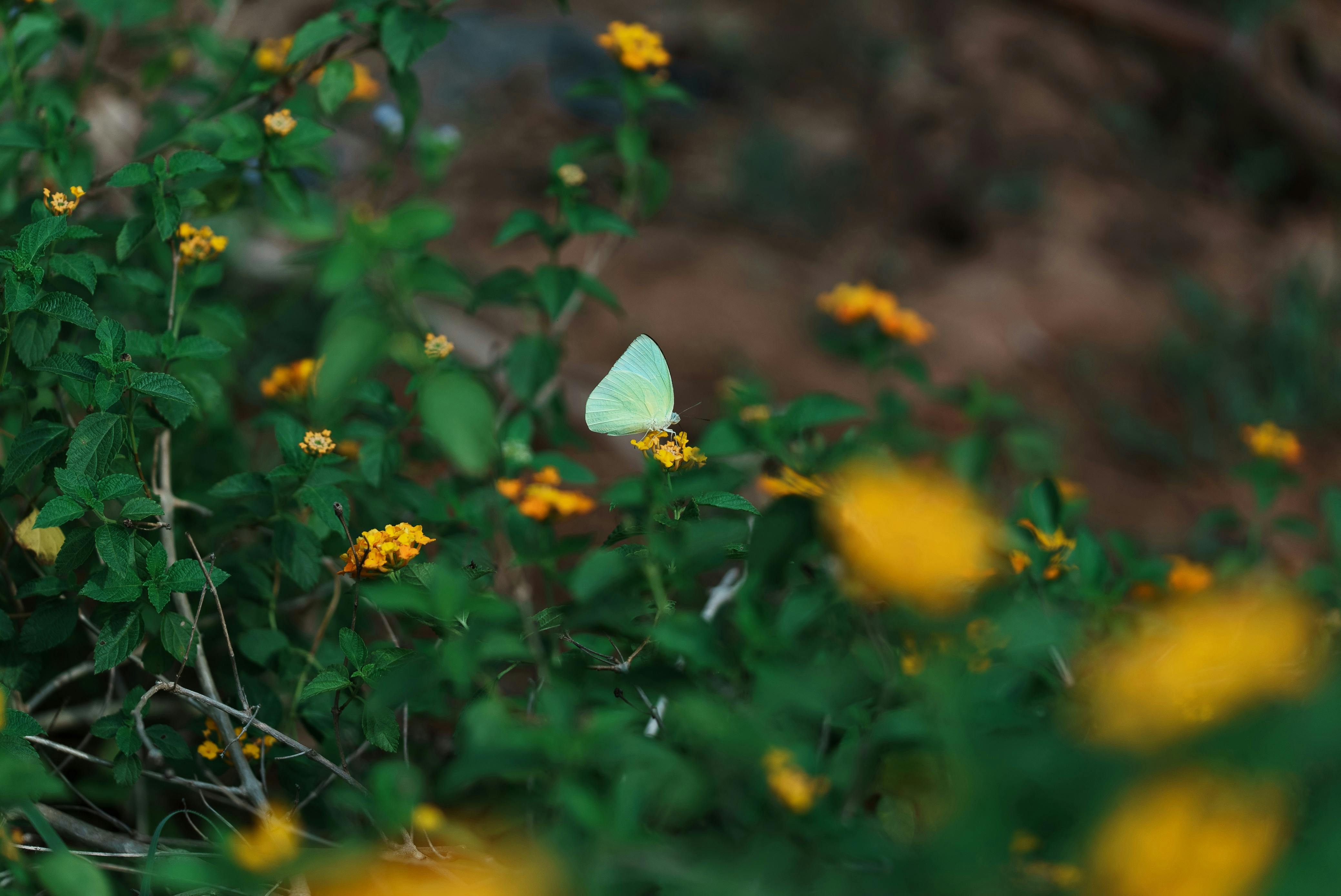 Zadarmo Jemný motýľ odpočíva na žiarivých kvetoch lantany uprostred bujnej zelene v Kambodži. Fotka z fotobanky