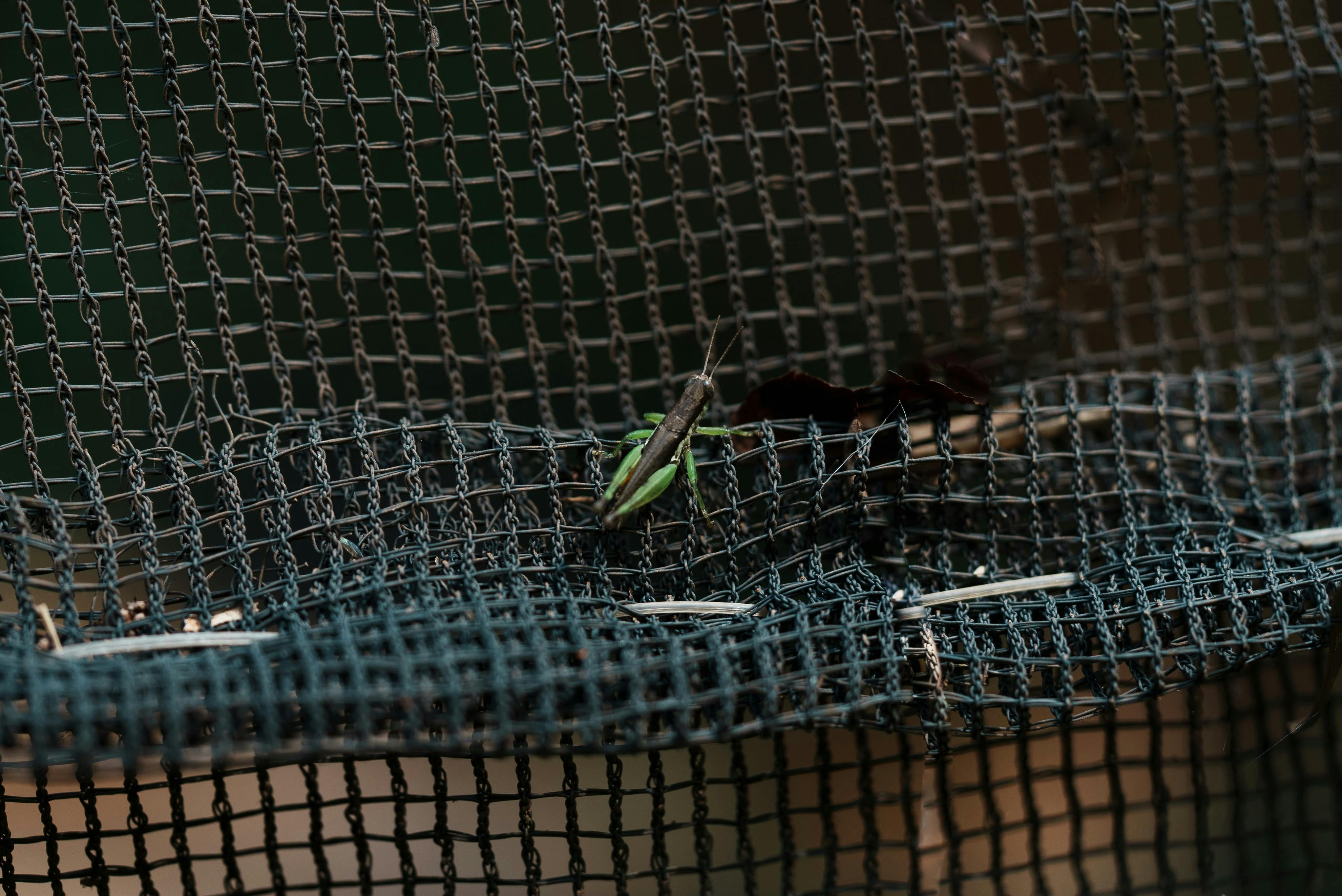 ฟรี ภาพระยะใกล้ของตั๊กแตนสีเขียวสดใสเกาะอยู่บนพื้นผิวตาข่ายในประเทศกัมพูชา คลังภาพถ่าย