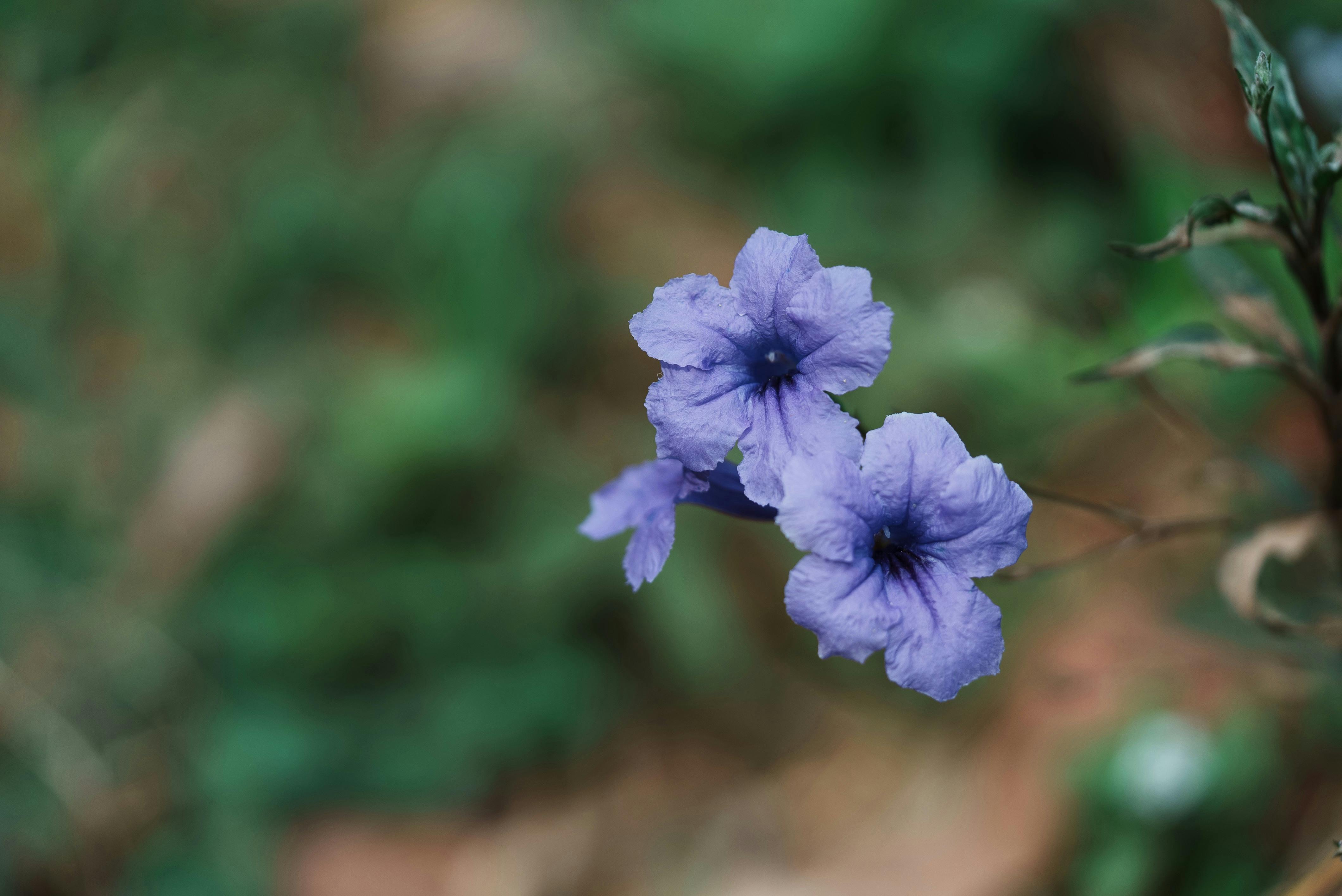 ฟรี ภาพระยะใกล้ของดอกรูเอลเลียสีม่วงสดใสที่กำลังบานสะพรั่งกลางแจ้งท่ามกลางพืชพรรณเขียวชอุ่มของกัมพูชา คลังภาพถ่าย