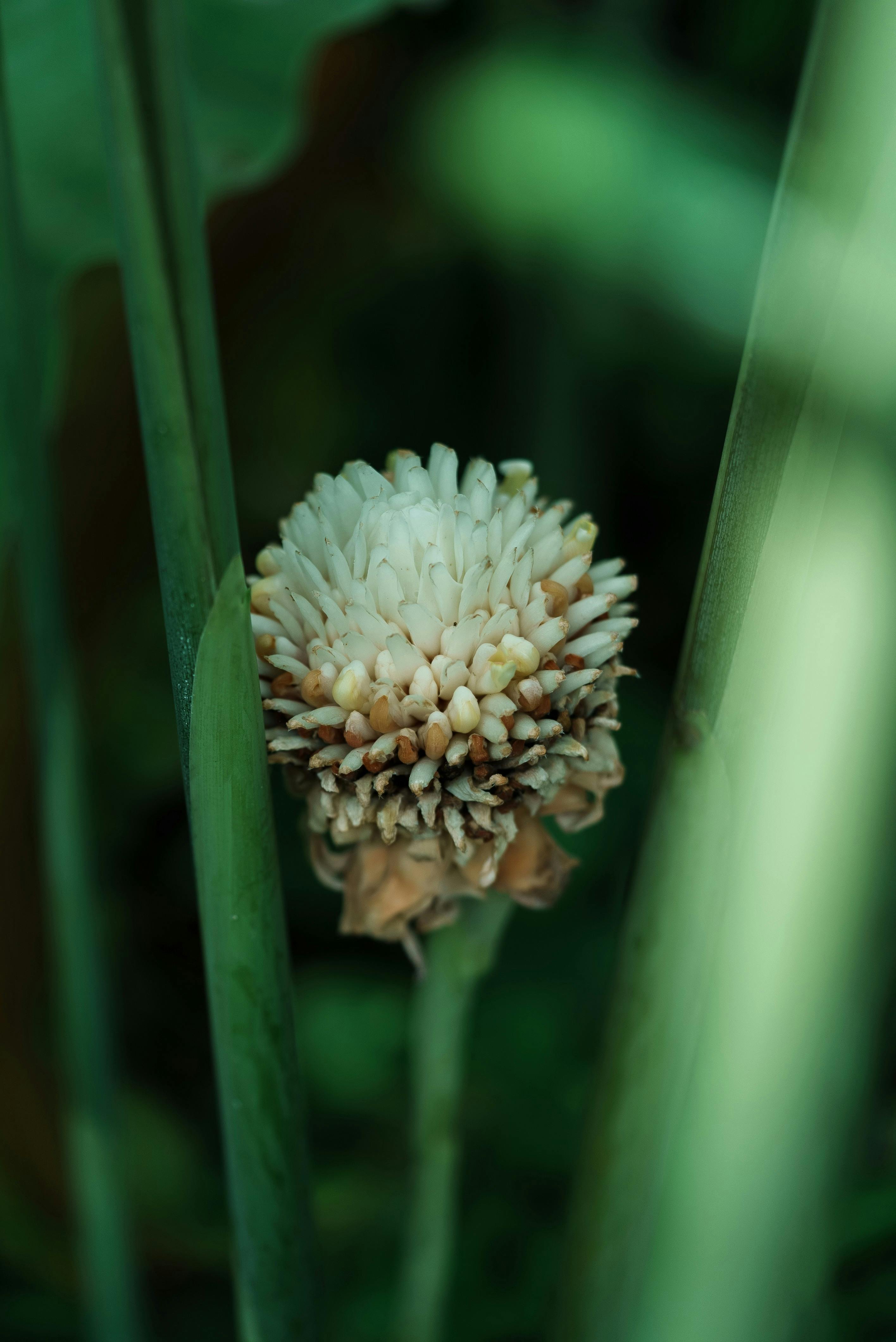 ฟรี ภาพถ่ายระยะใกล้ที่แสดงรายละเอียดของฝักเมล็ดบัวท่ามกลางใบไม้สีเขียว ถ่ายในประเทศกัมพูชา คลังภาพถ่าย