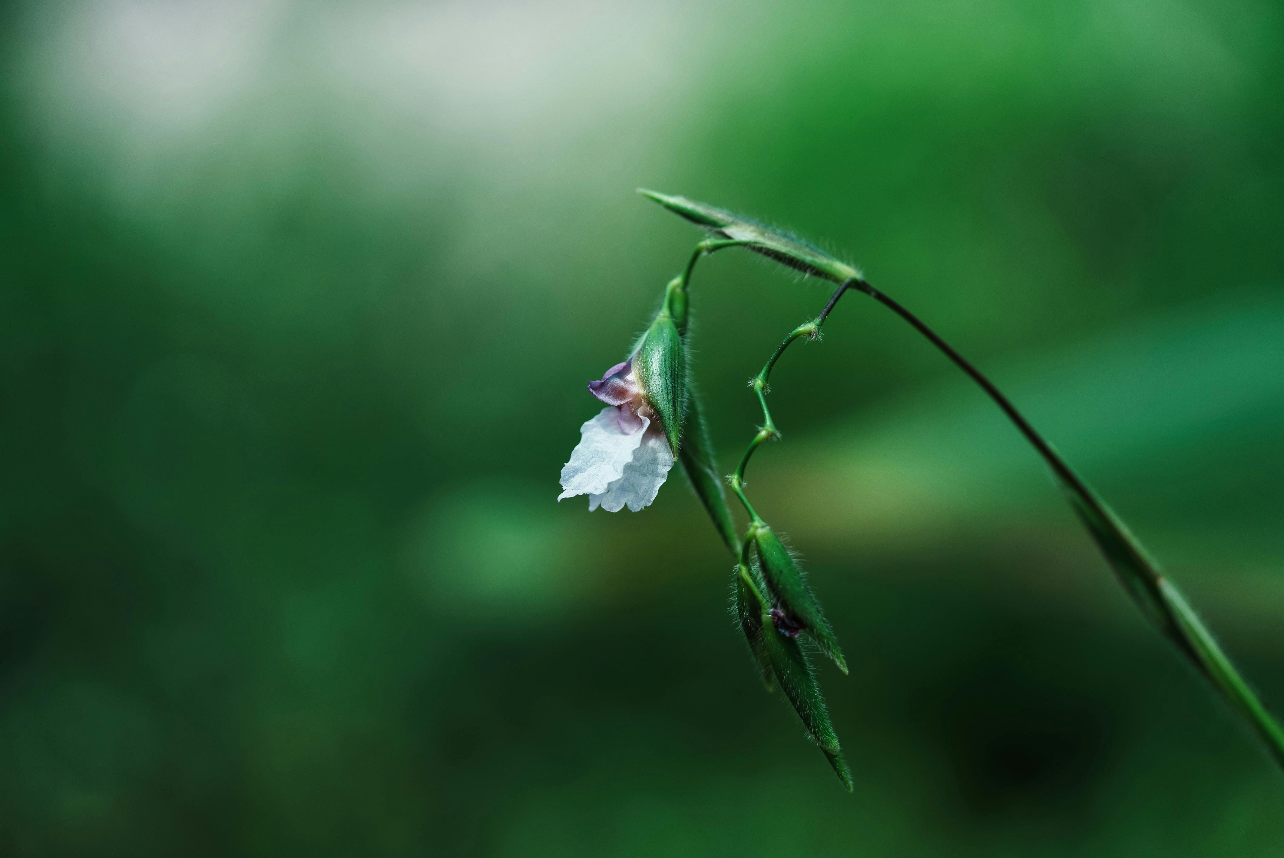 Безкоштовне Крупний план ніжної білої польової квітки із зеленим листям у Камбоджі. стокове фото