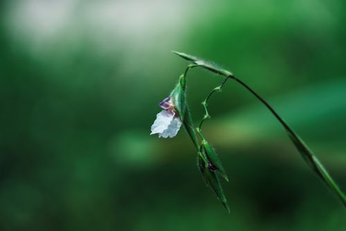 Free A close-up of a delicate white wildflower with green foliage in Cambodia. Stock Photo
