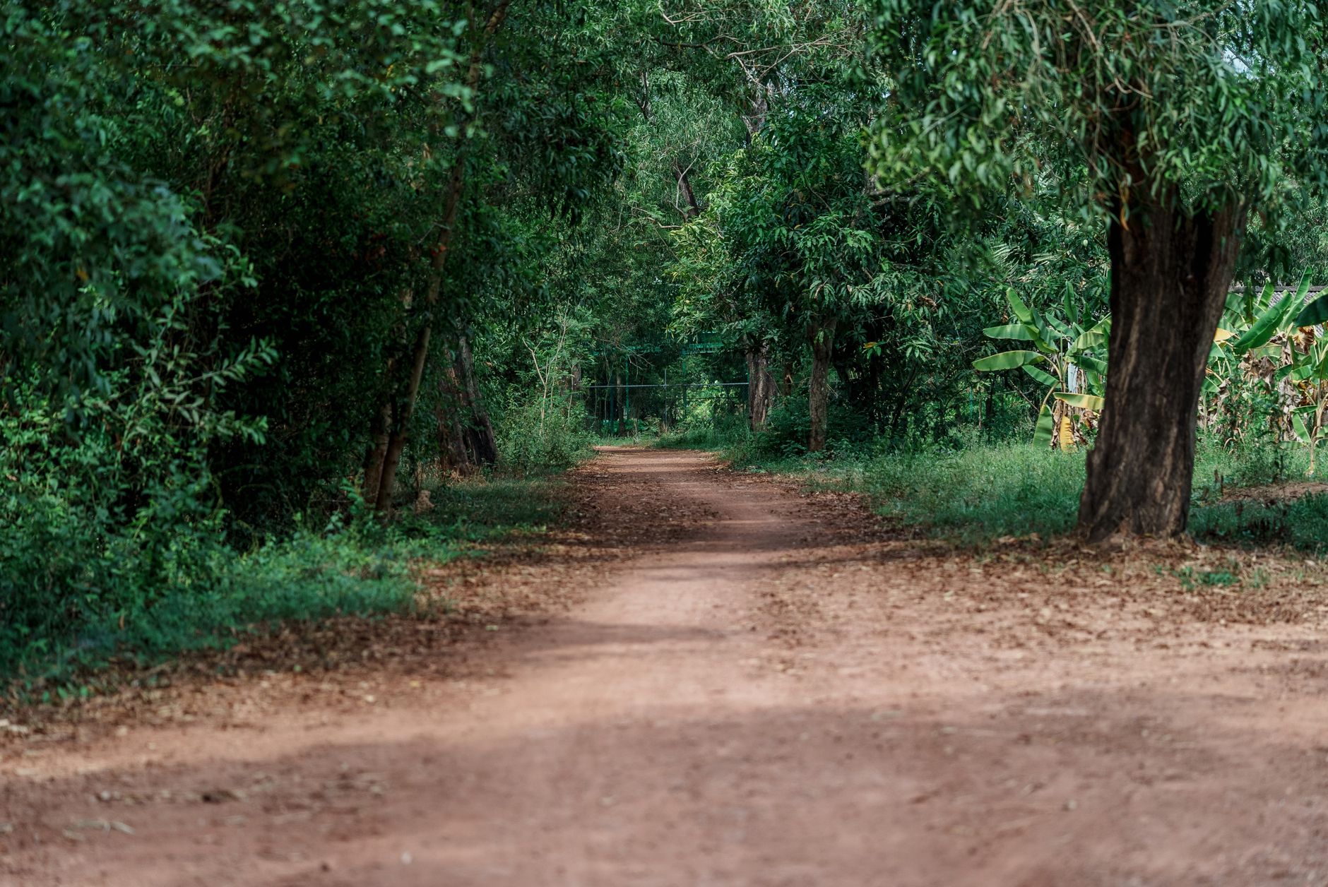A tranquil dirt path surrounded by lush greenery in Cambodia's serene countryside.
