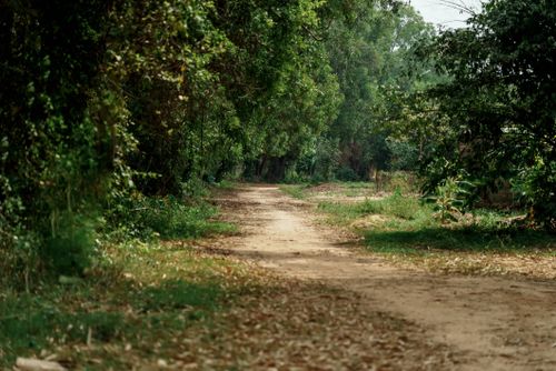 Free A peaceful dirt path winding through a lush green forest in Cambodia. Stock Photo