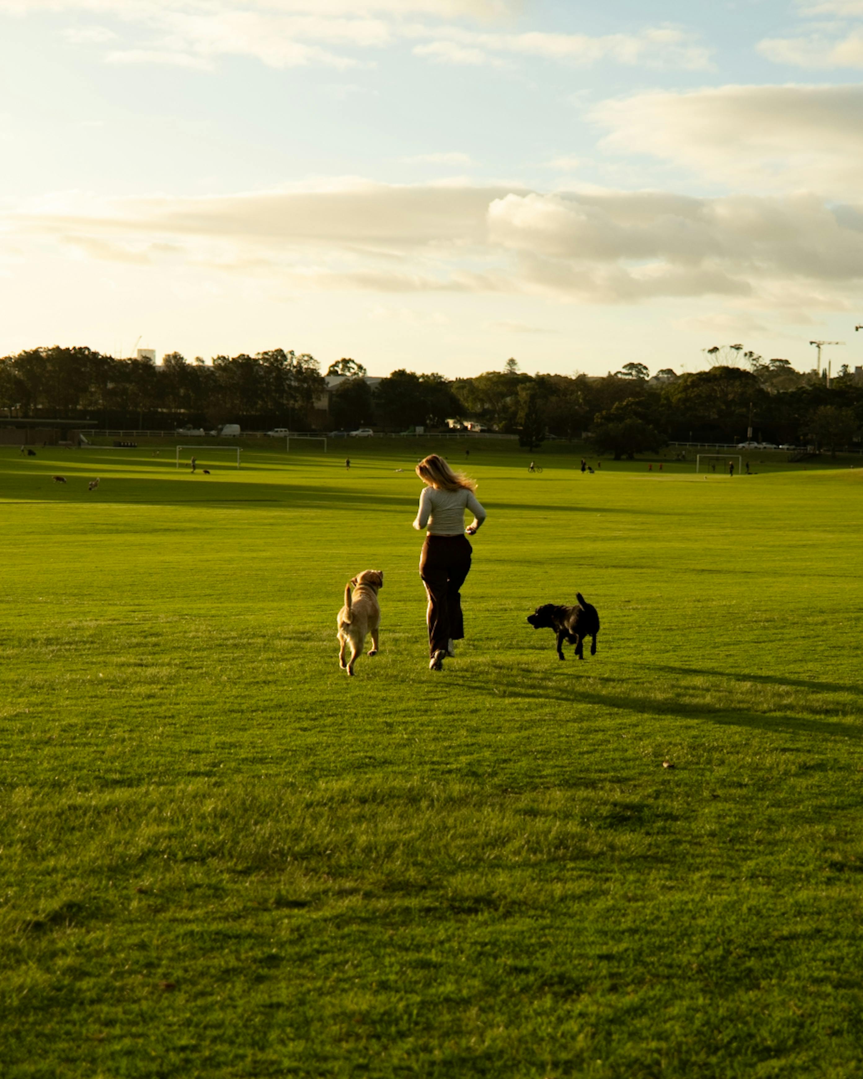 A woman enjoys a run with her dogs in Queens Park, New South Wales during a beautiful sunset.