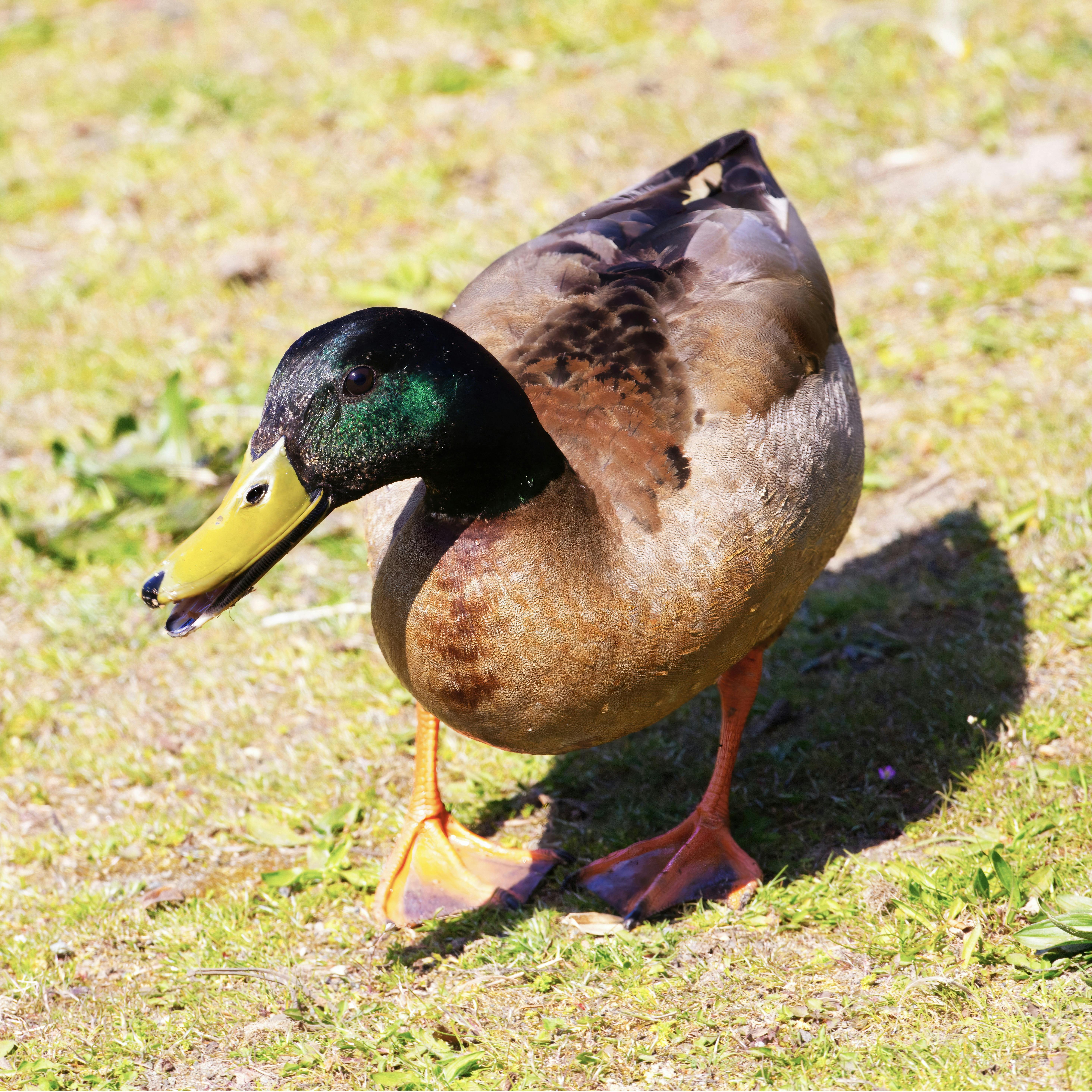 Advanced dog agility training using duck wings as a reward