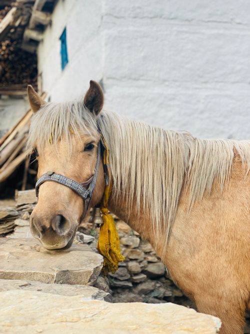 Free Golden horse with a long mane standing by a rustic stone wall, showcasing its calm demeanor. Stock Photo